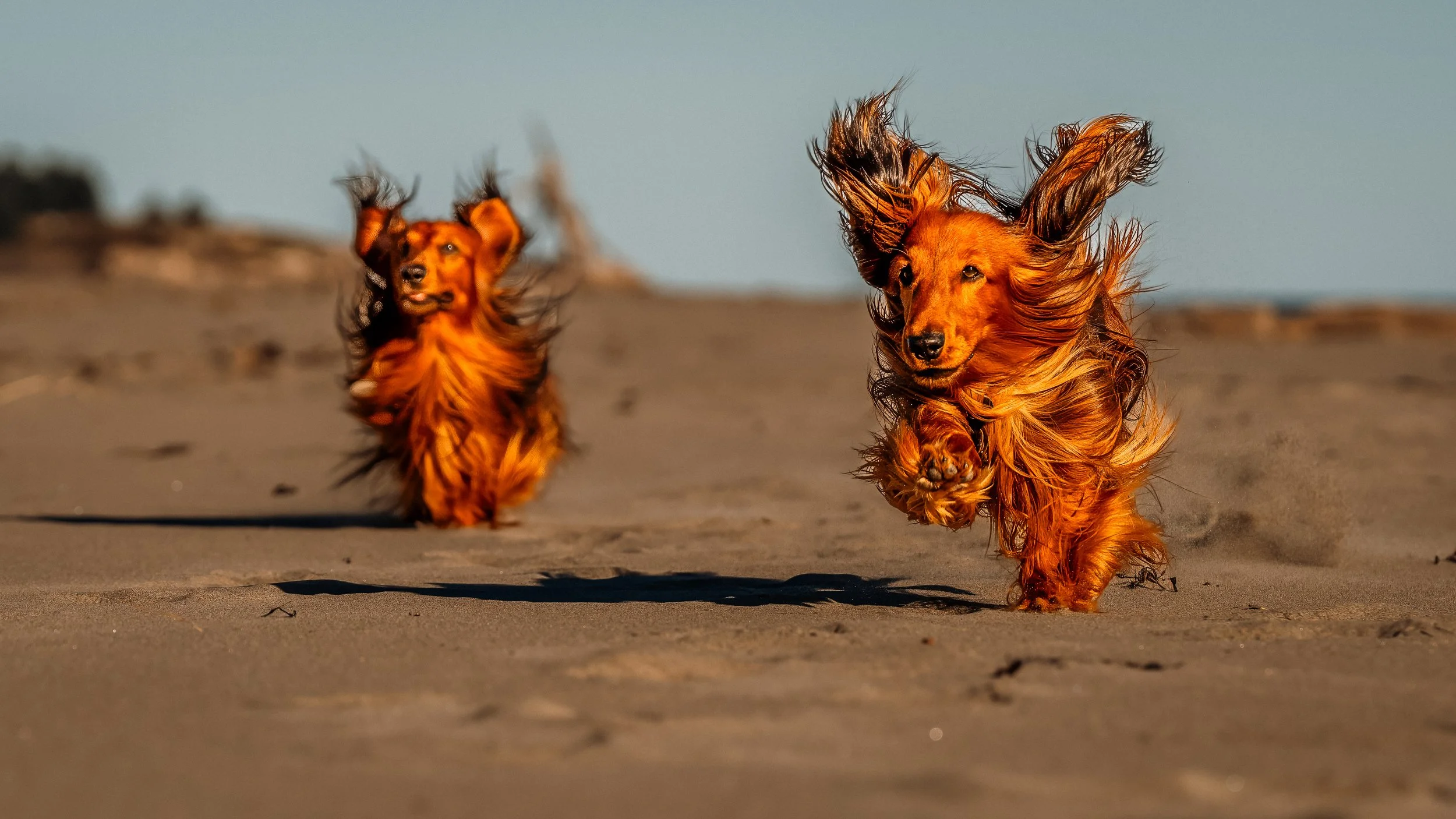 2 longhair Mini Dachshund running on Popham Beach State park autumn pet dog photography photographer midcoast maine 