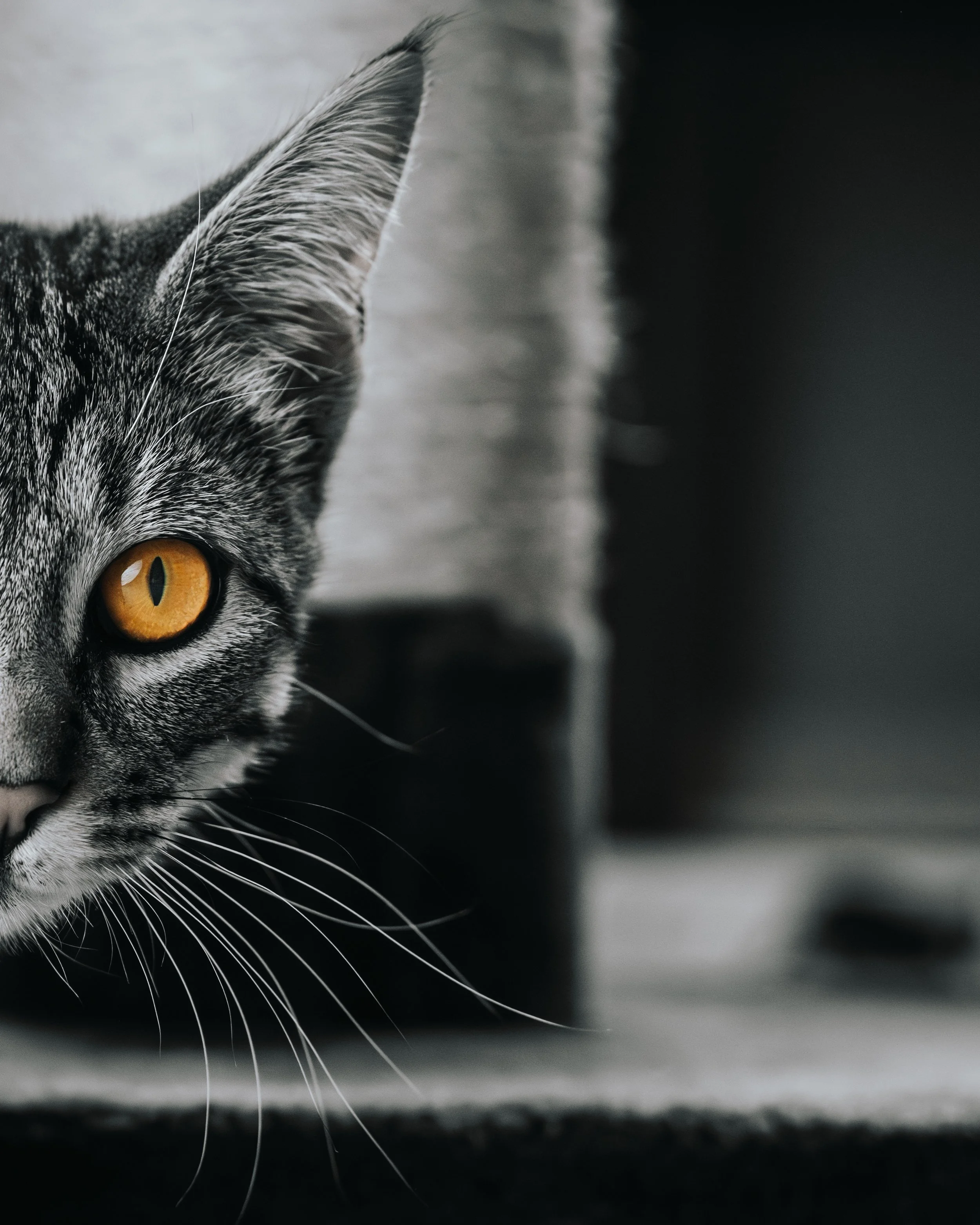 Close-up black and white photo of half a face of a tabby cat with striking yellow eyes, Washington Maine, pet dog photographer midcoast maine.