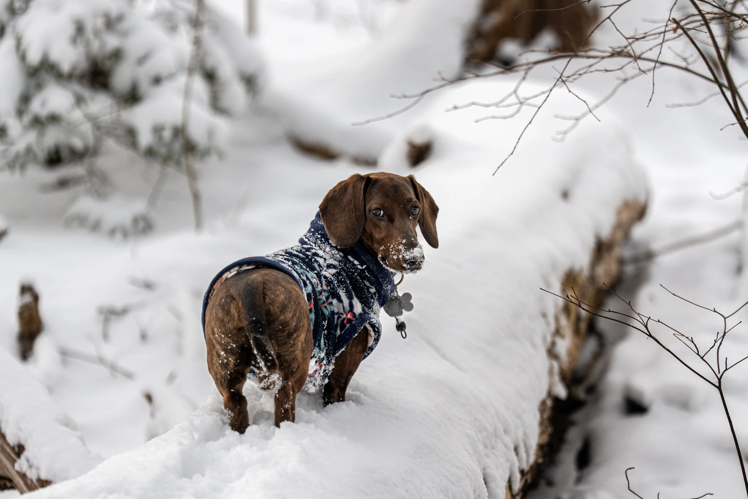 Dachshund standing on a snowy log at Erickson Field Rockport maine dog pet photographer midcoast woods forrest winter photoshoot