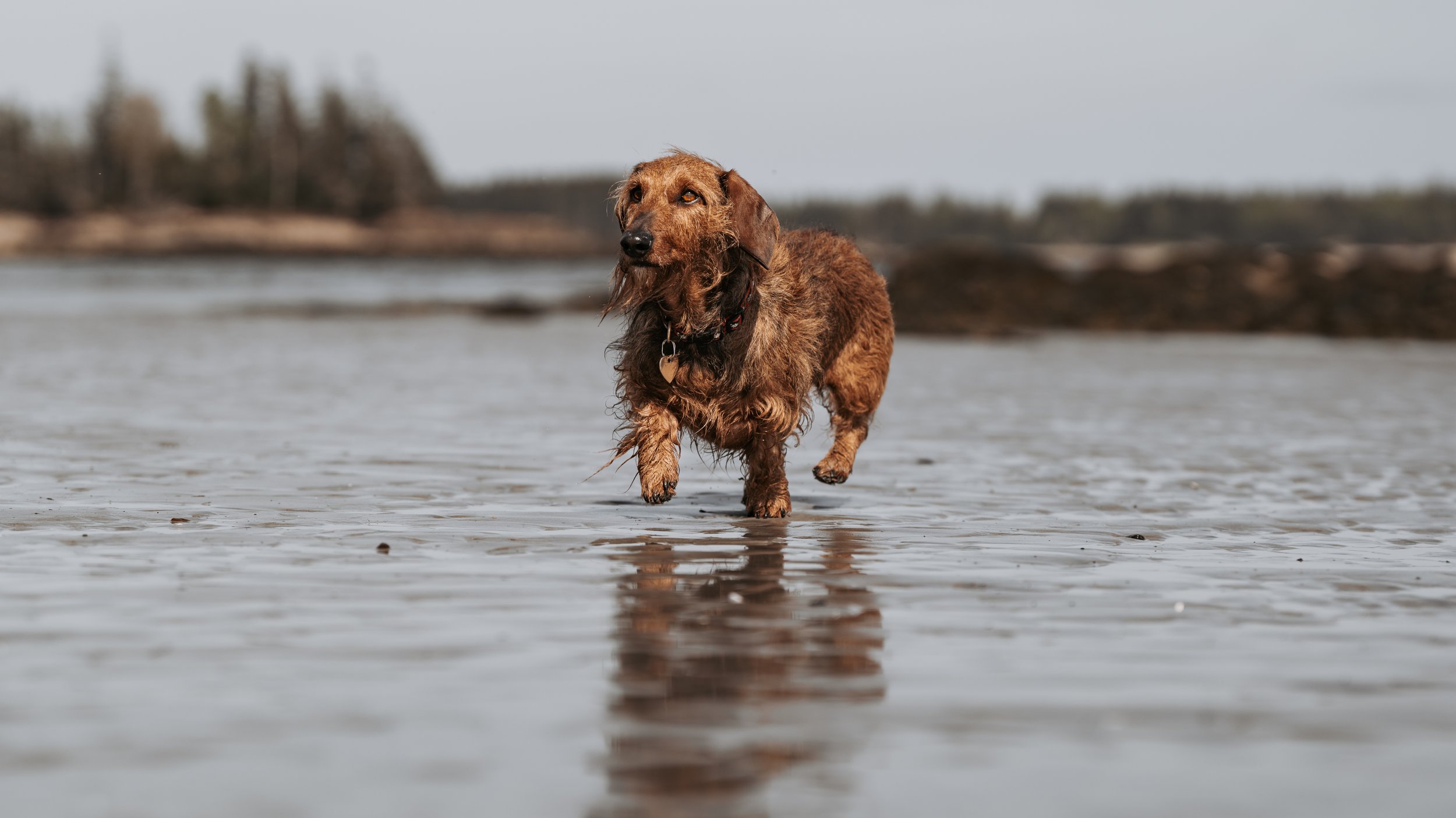 wired hair dachshund running at crescent beach owls head Maine Midcoast pet dog photographer photography 
