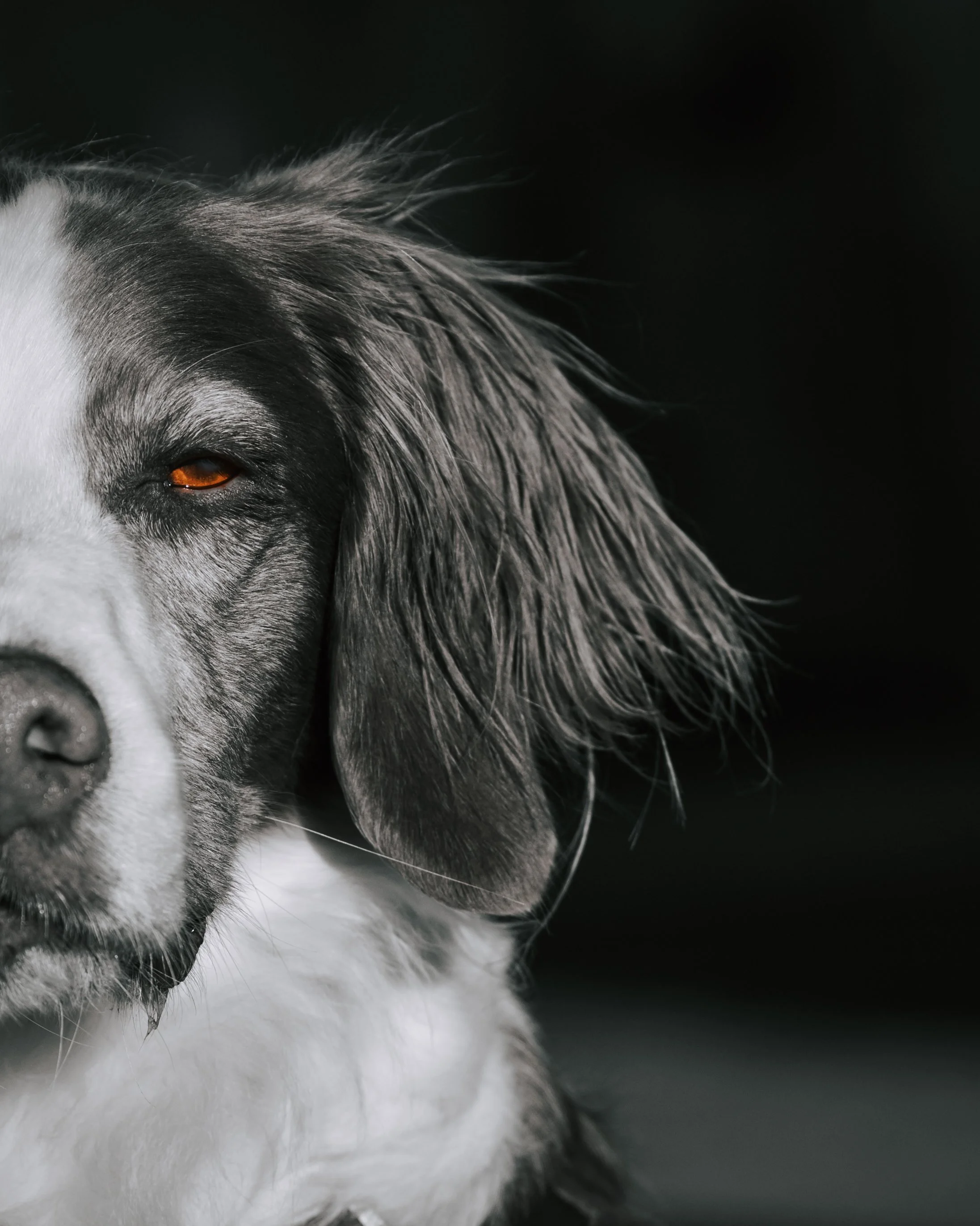 Close-up black and white photo of half a face of a Brittany Spaniel, Belfast Maine, dog pet photographer midcoast and beyond maine