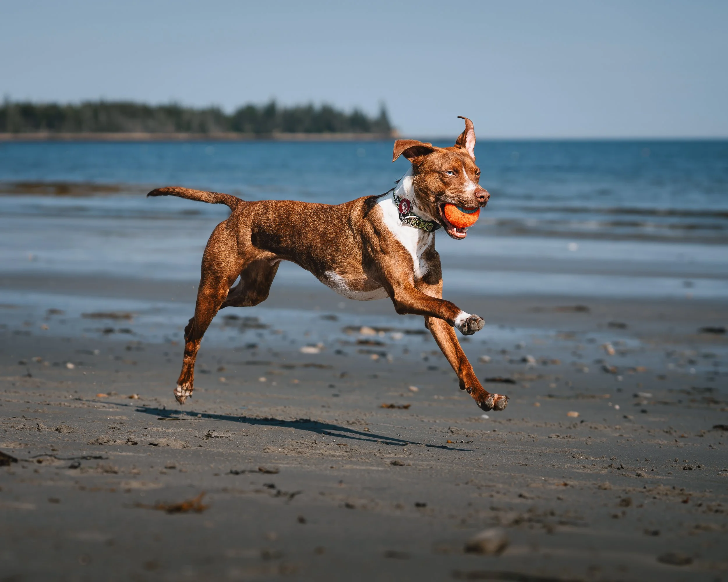 Beso holding his ball during his Maine beach photography session