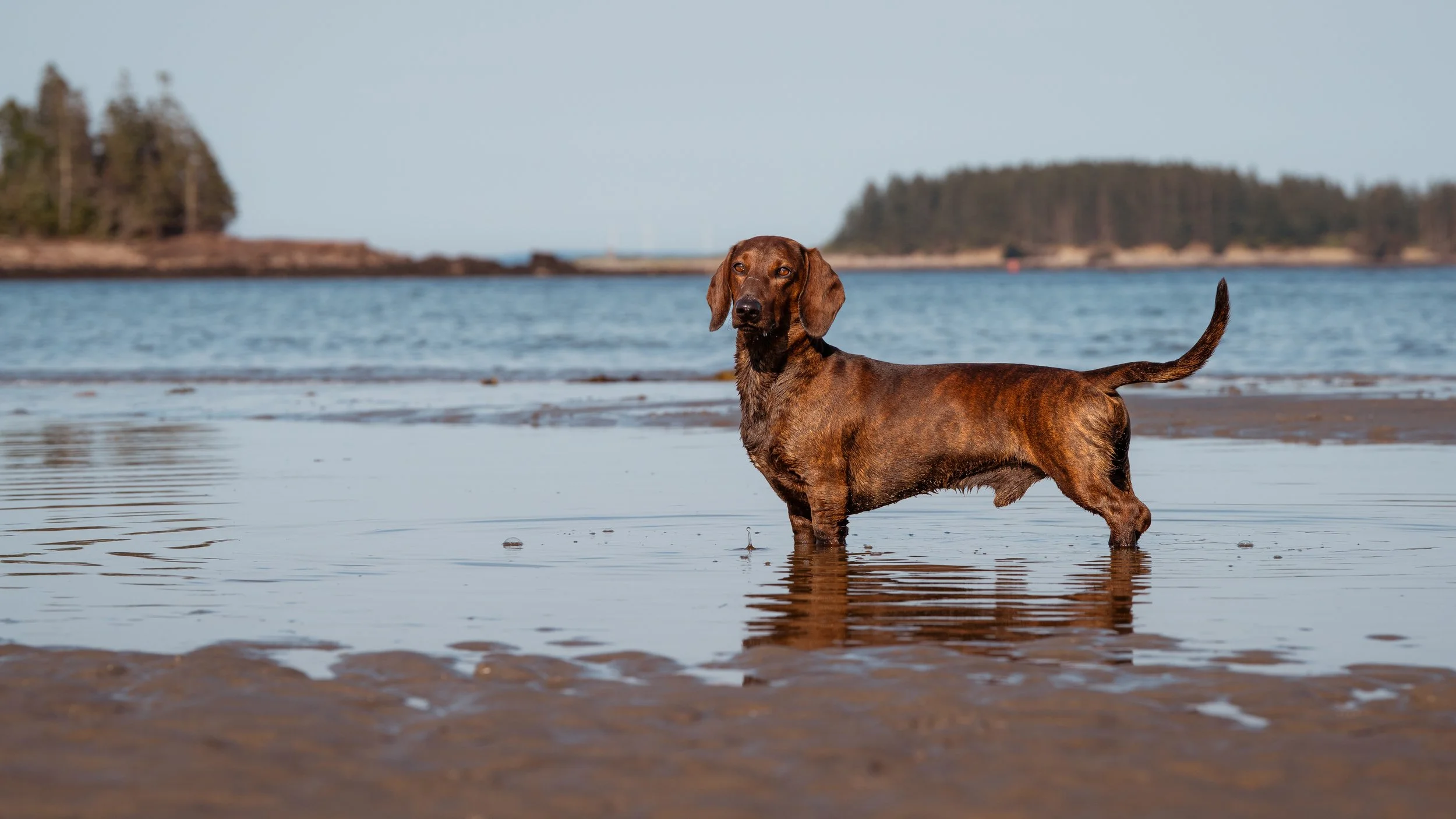 Standard dachshund at Crescent Beach Owles Head Maine midcoast pet dog photographer photography