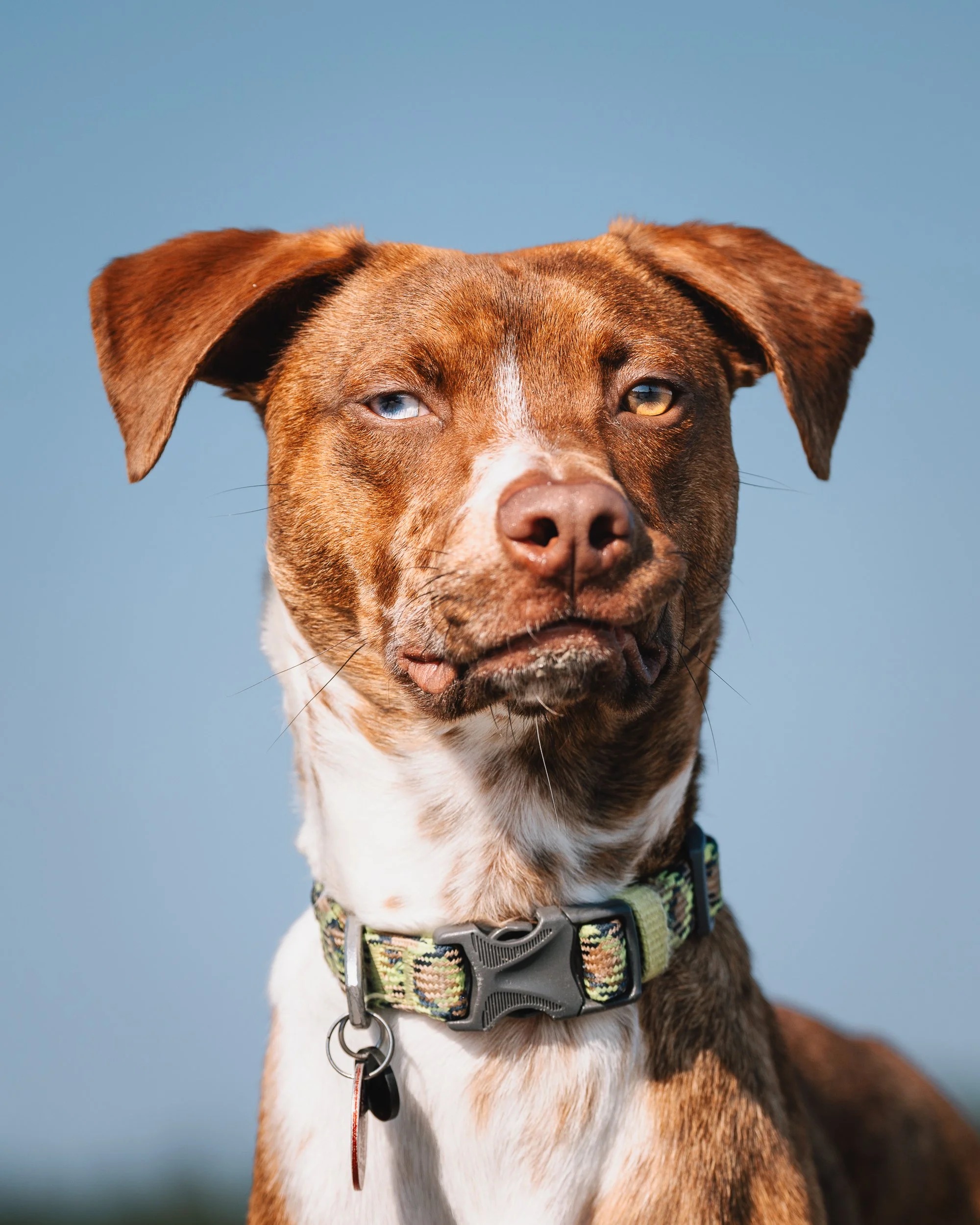 Close-up portrait of Beso showing his two different-colored eyes