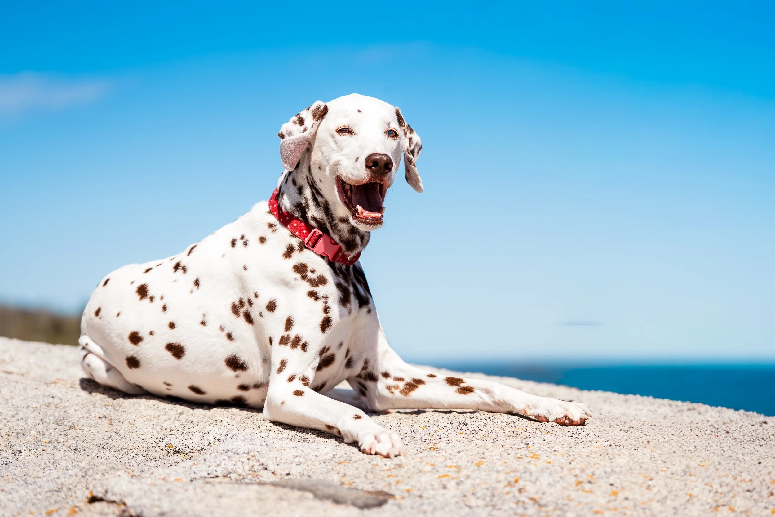Dalmatian lying on rocky coastline during coastal Maine dog photoshoot