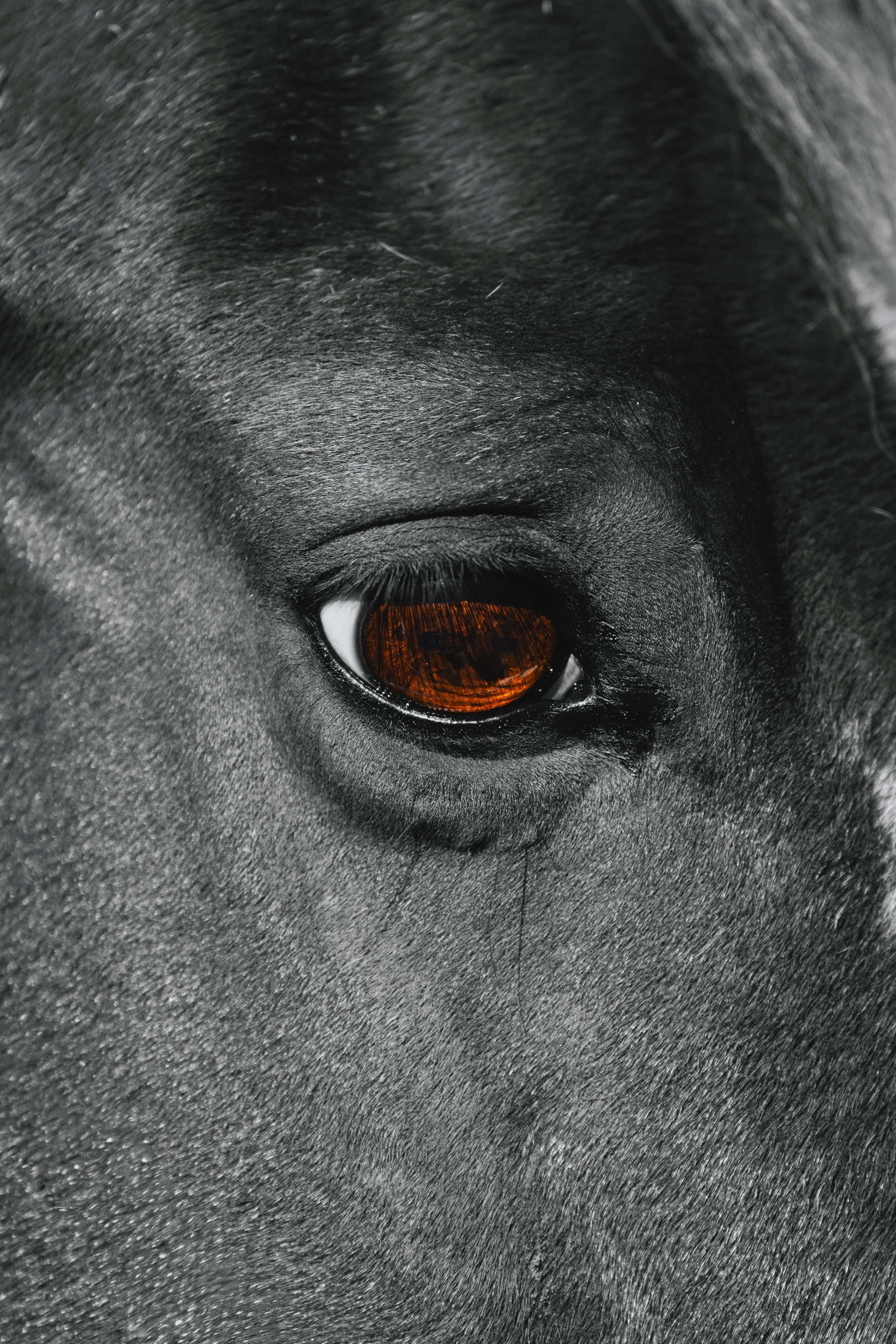 Close-up black and white photo of a painted horse face focusing on its brown eye. Monmouth maine, dog pet photographer midcoast maine beyond