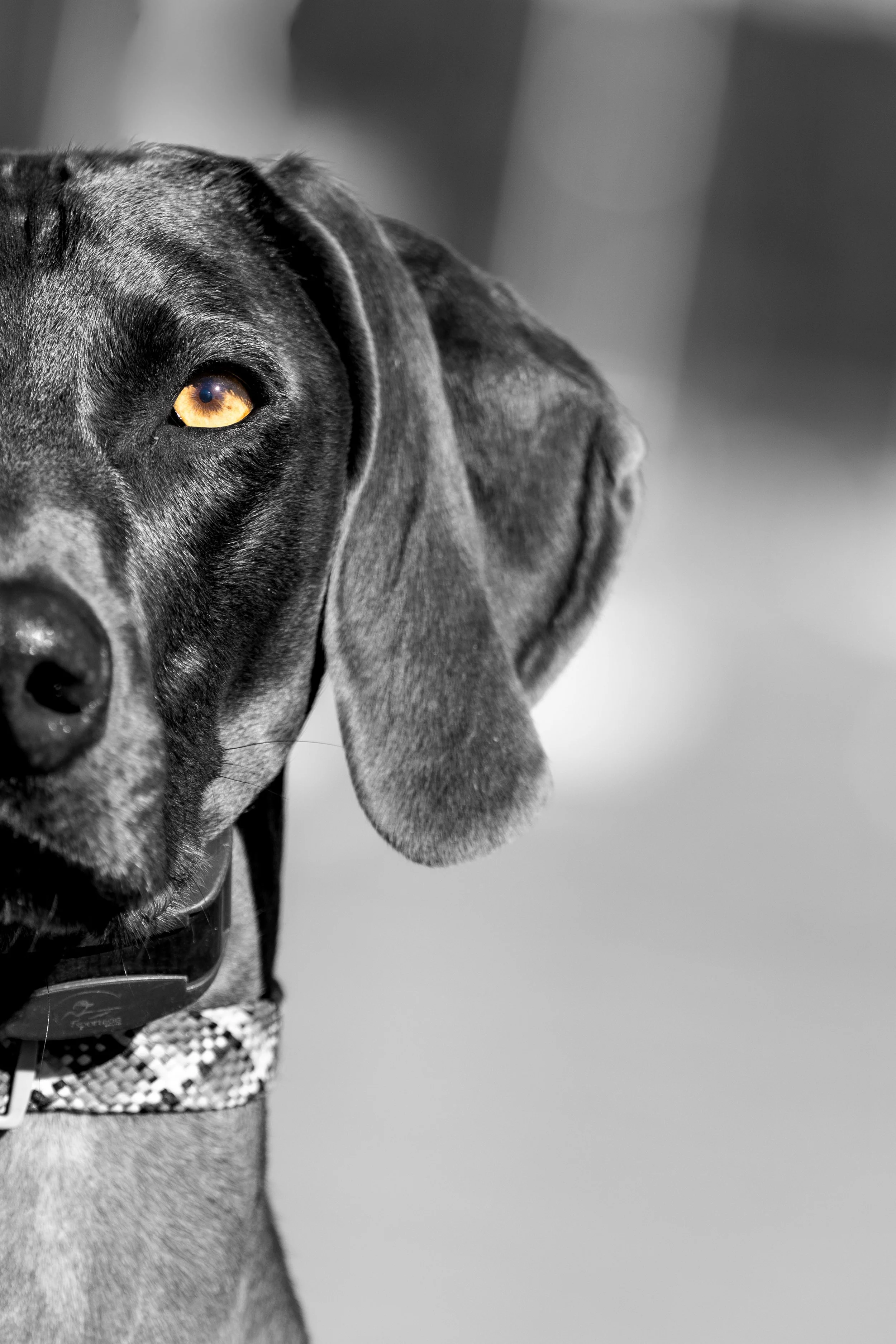 Close-up black and white photo of a Weimaraner's half head with one yellow eye, Belfast maine pet dog photographer midcoast maine and beyond.