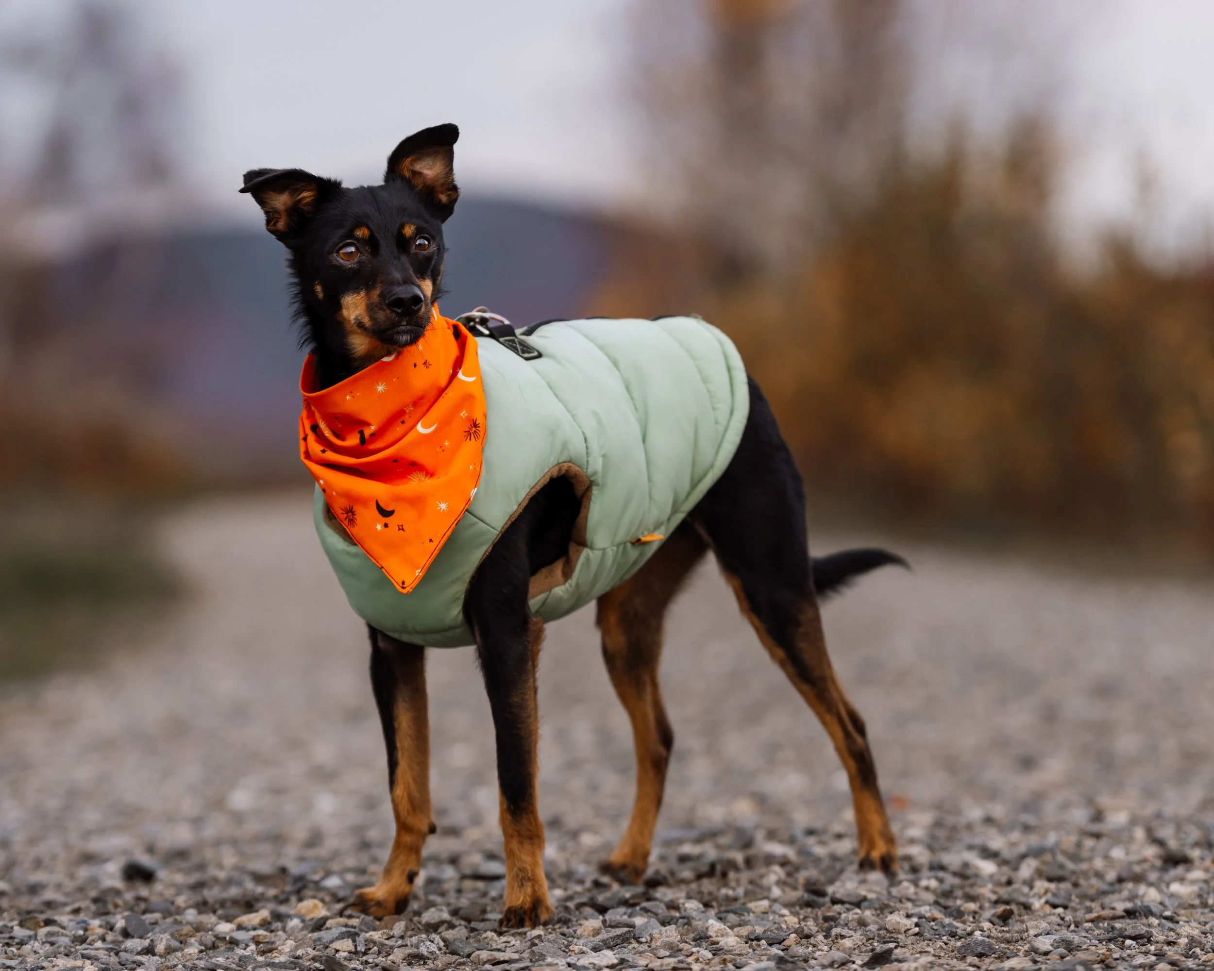 Small black and tan dog wearing a green coat and orange bandana on a trail at Beech Hill Preserve in Rockport, Maine.
