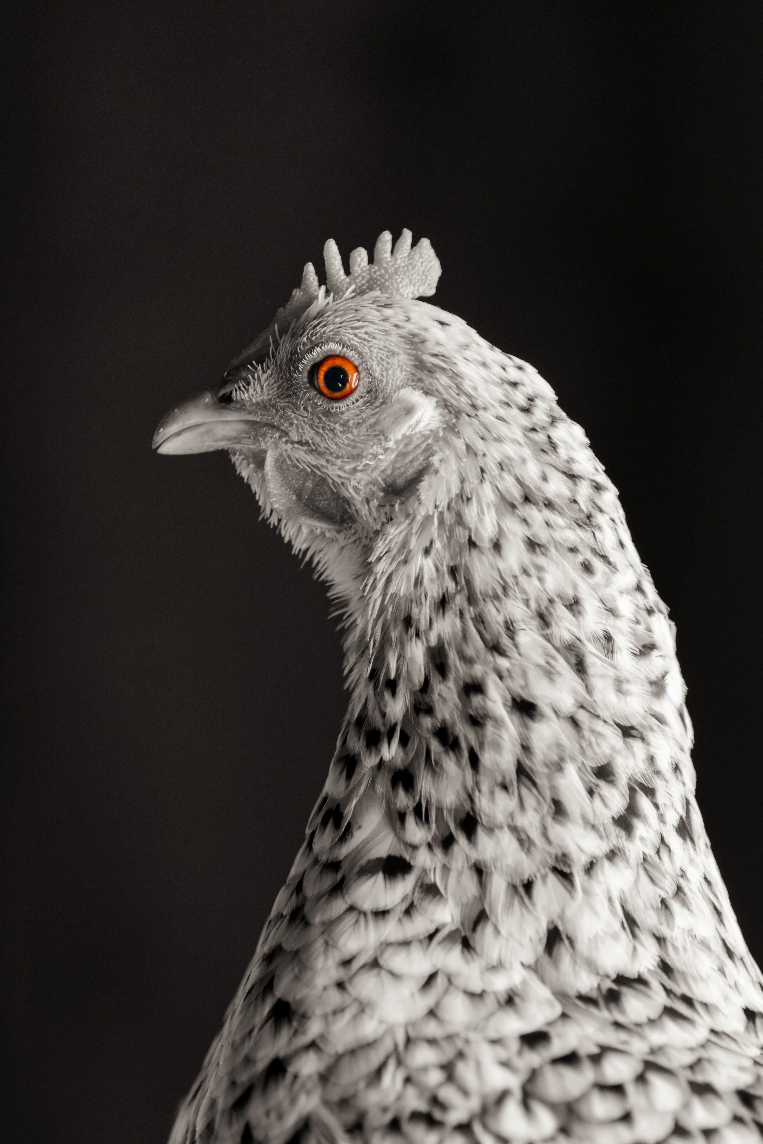 Close-up of a Barbie D'Uccle (Mille Fleur) chicken in black and white,  orange eye, and a prominent comb on top of its head, against a dark background. Monmouth maine, dog Pet photographer midcoast maine and beyond