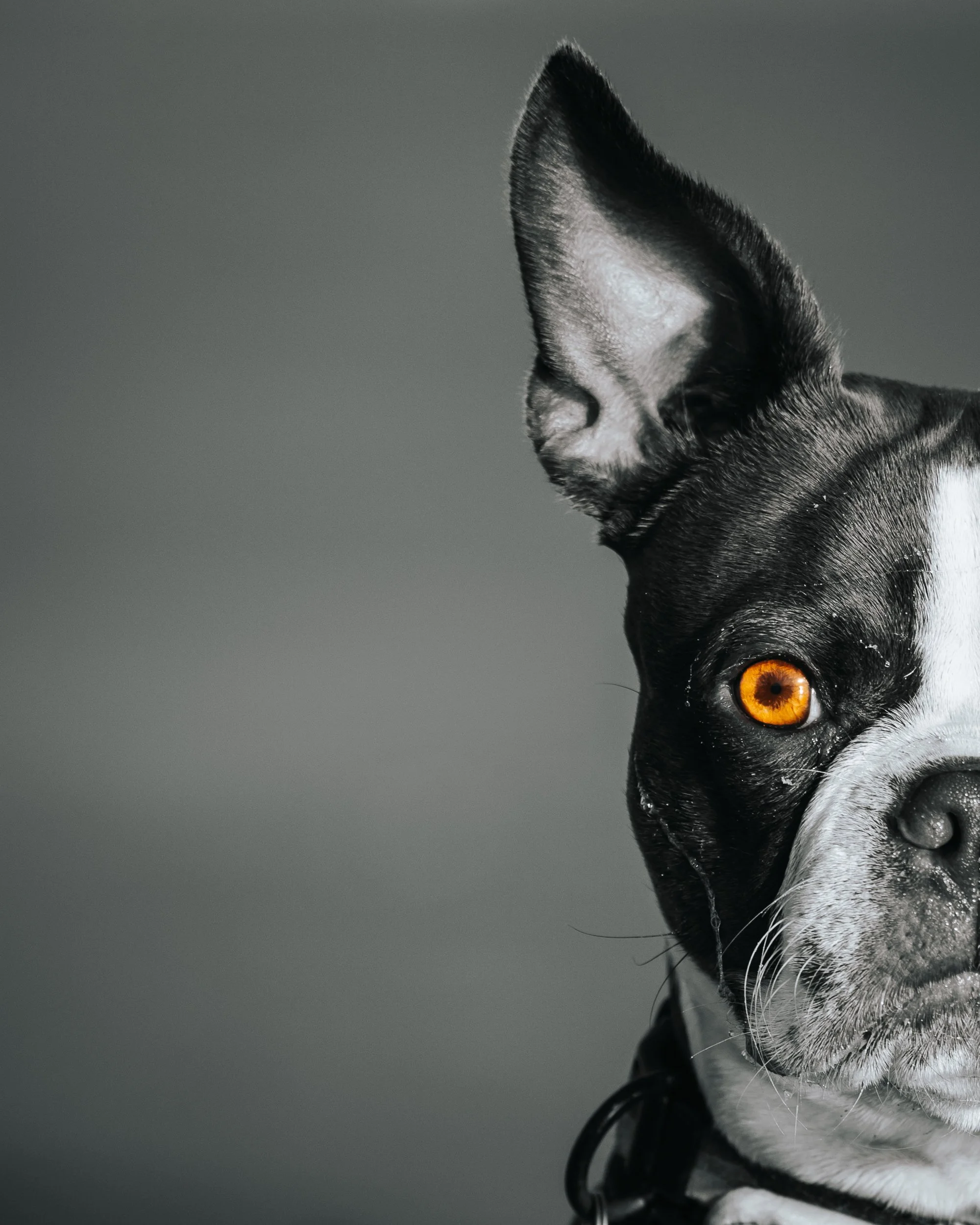 Close-up of a dog's face showing one eye and part of the head, black and white fur with one gold-colored eye, on a gray background. Boston terrier dog pet photographer scarborough maine pine point state park beach