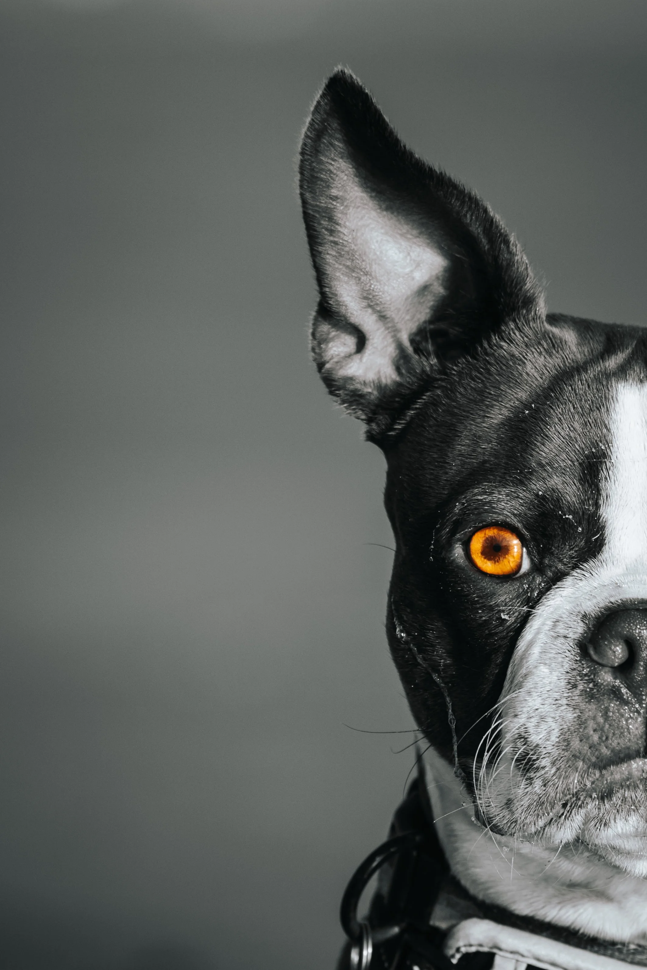 A black and white photo of a Boston Terrier  half a face, featuring amber eyes, Pine Point Beach Scarborough Maine, pet dog photographer midcoast maine