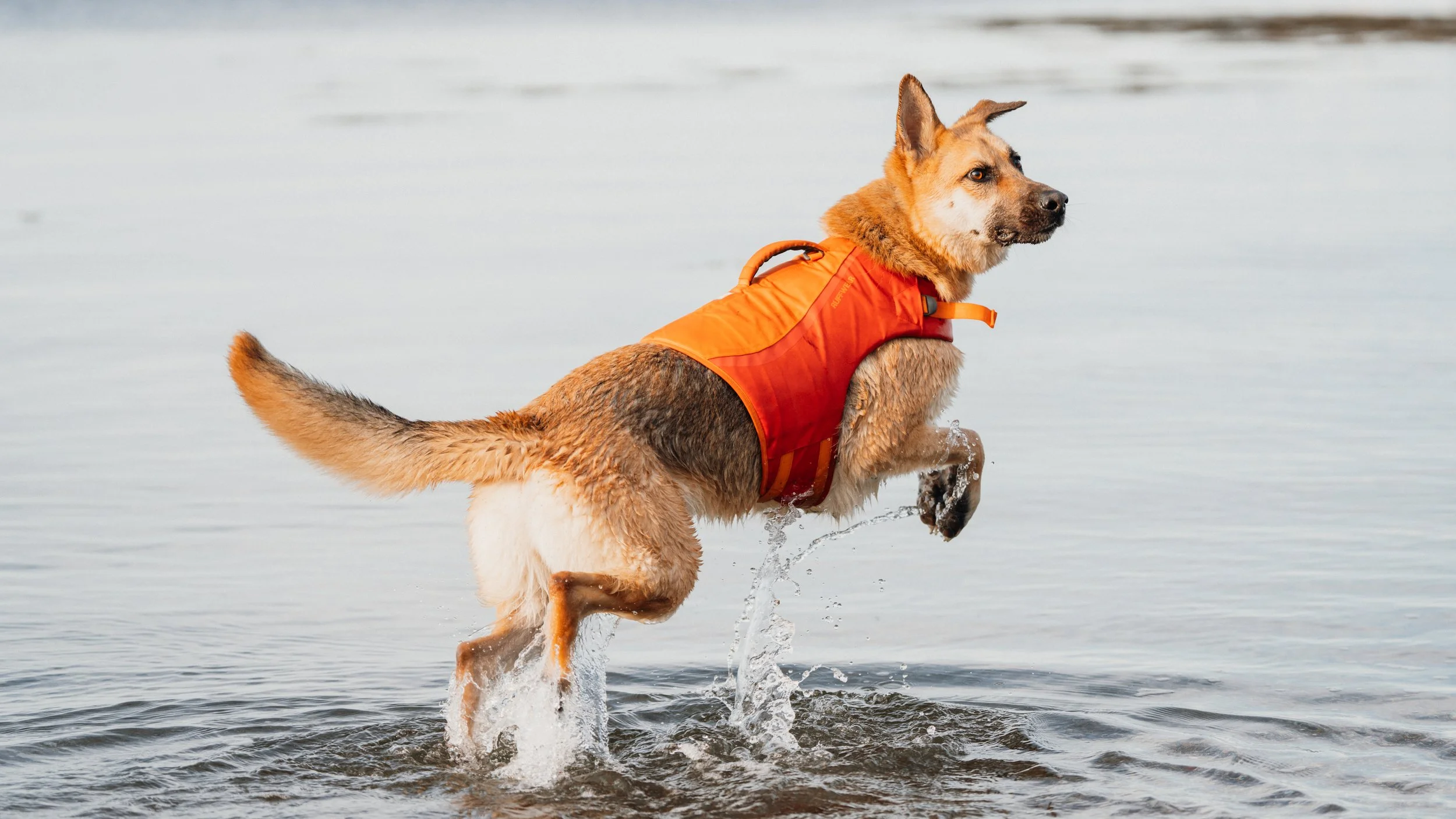 German Shepard mix jumping in the water Rockland Maine south end sandy beach midcoast maine pet dog photographer