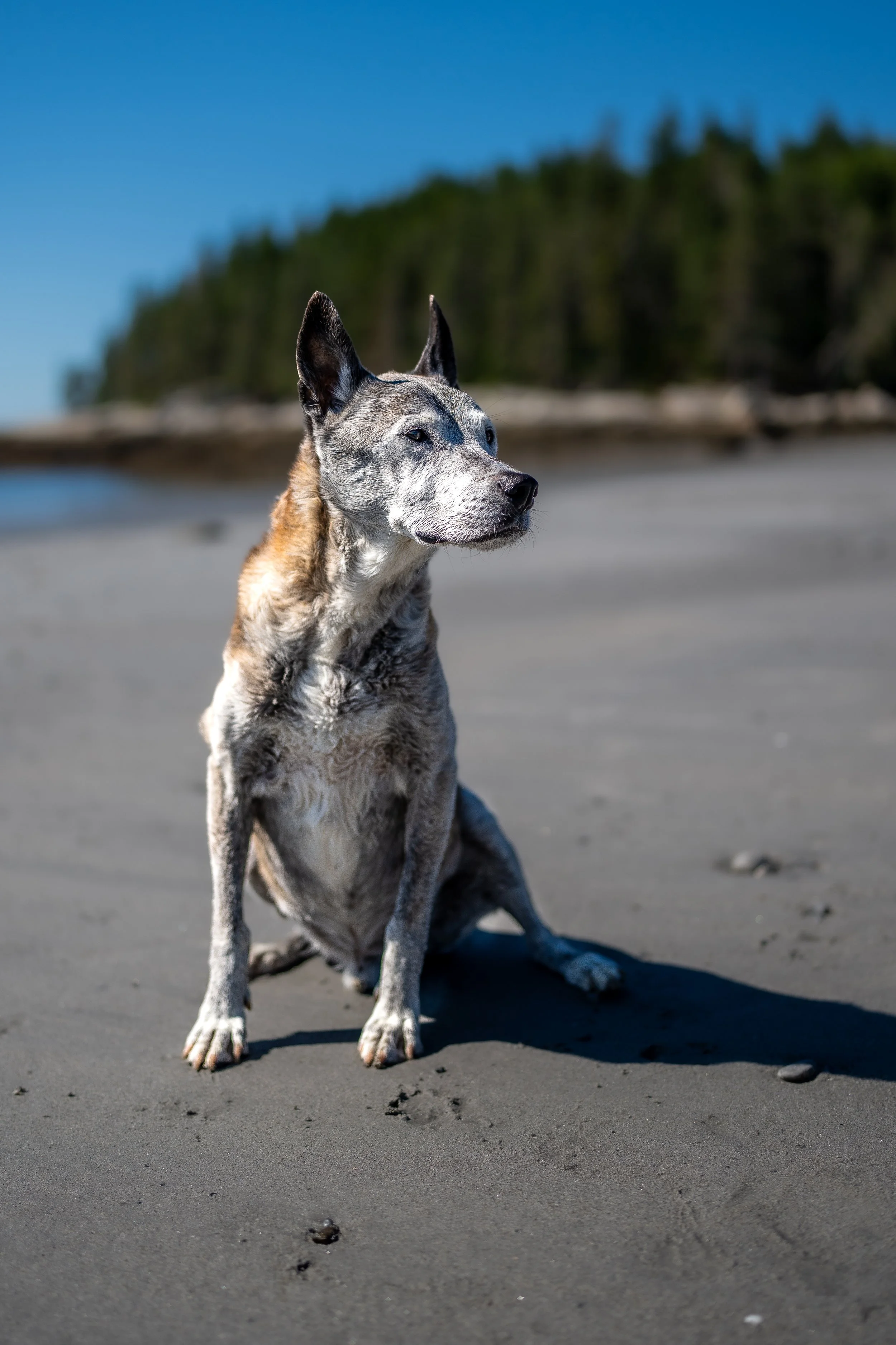 rescue dog end of life photoshoot at Birch point St park Owls head Maine Midcoast dog pet photography