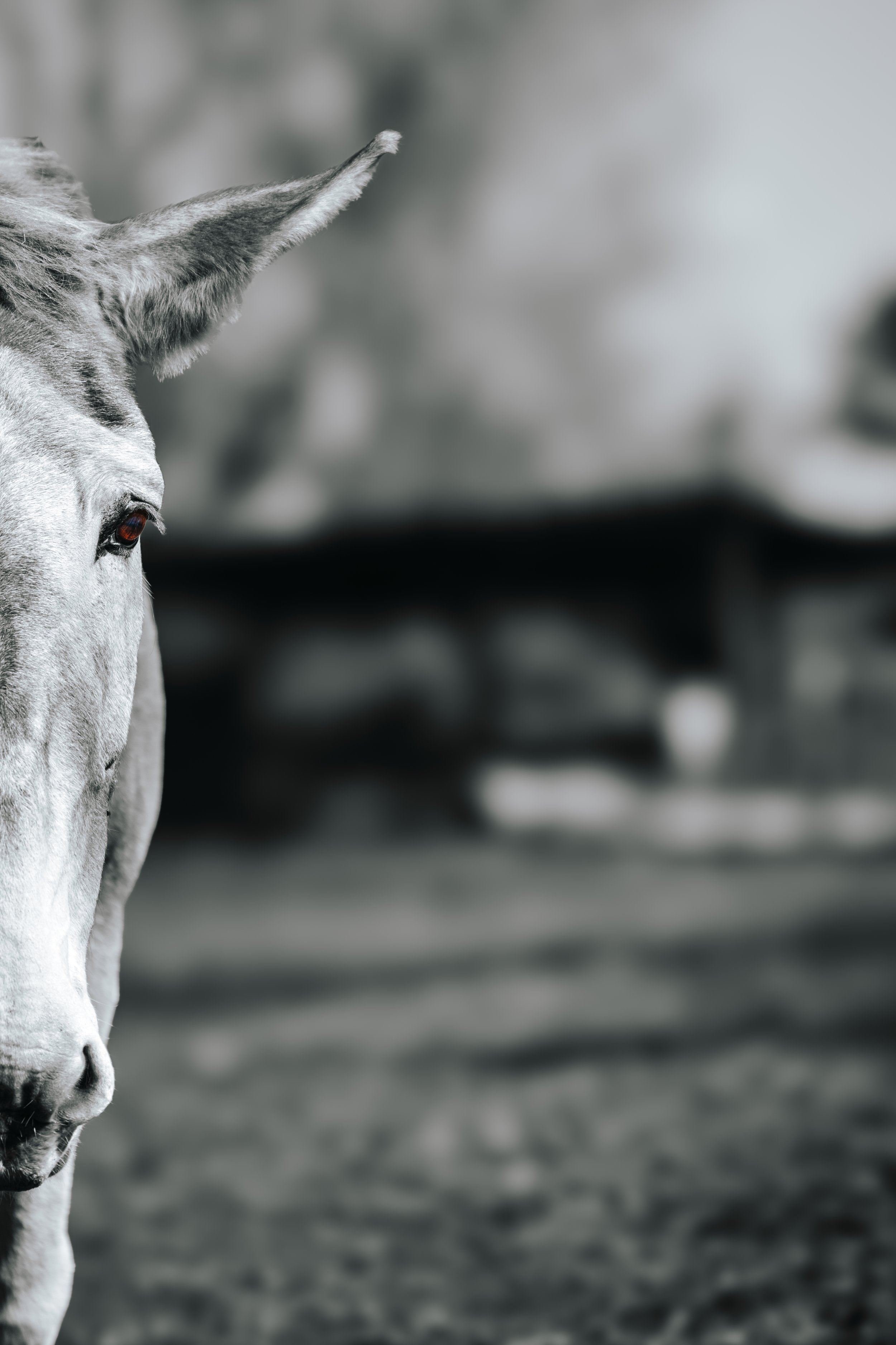 Close-up black and white photo half a face of a Belgian mule, Monmouth Maine, dog pet photographer midcoast maine and beyond