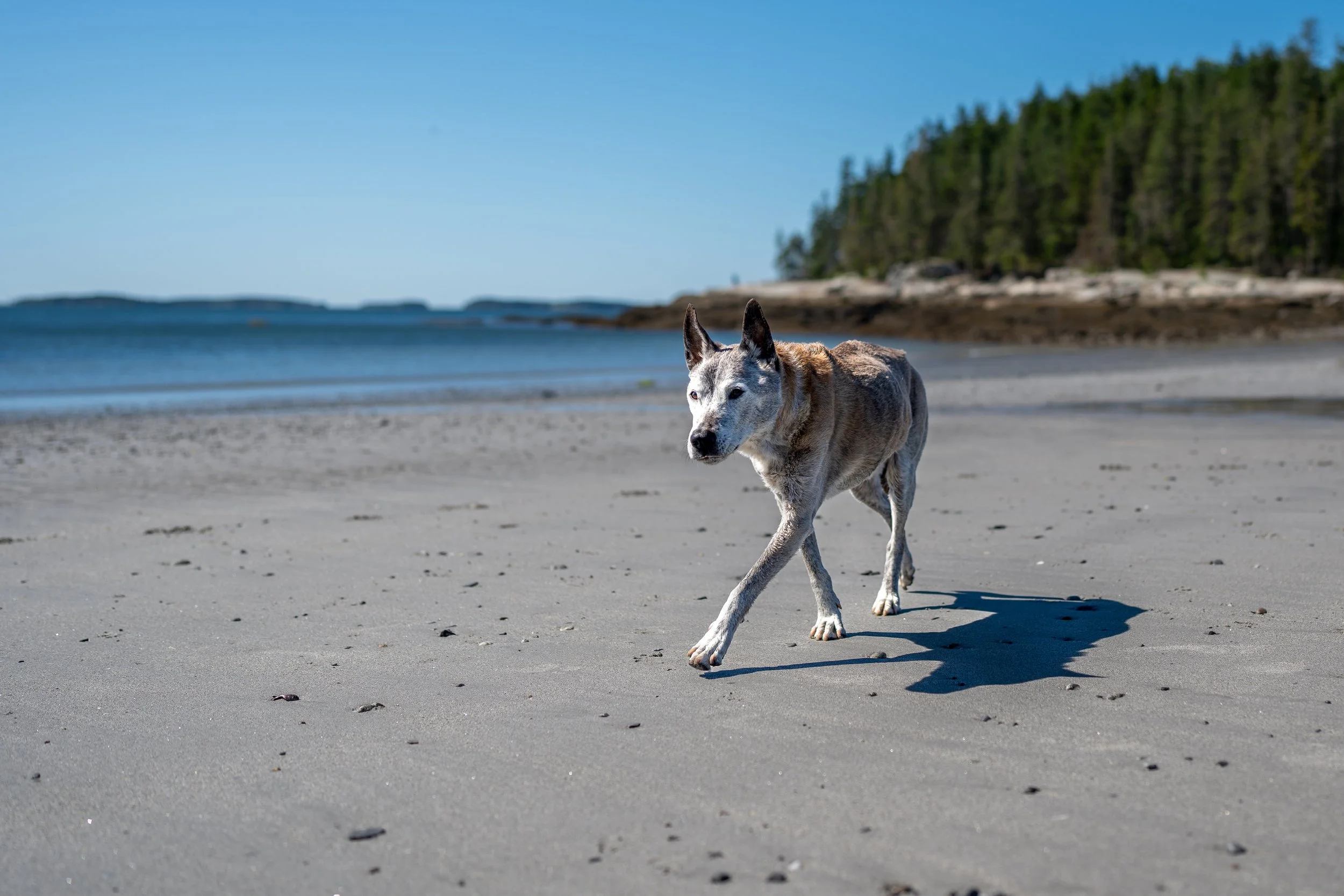 rescue dog end of life photoshoot at Birch point St park Owls head Maine Midcoast dog pet photography Beach Water