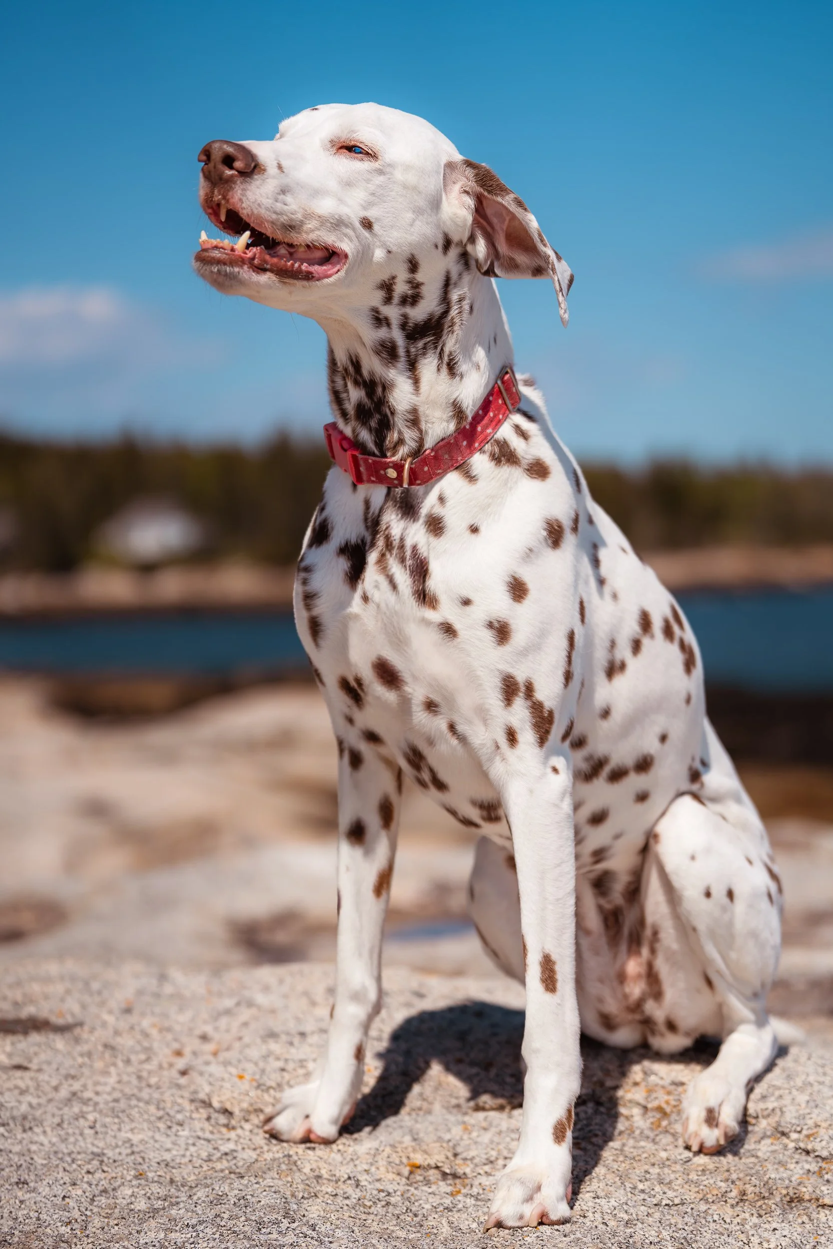 Dalmatian sitting on the rocky shore of Birch Point State Park Maine
