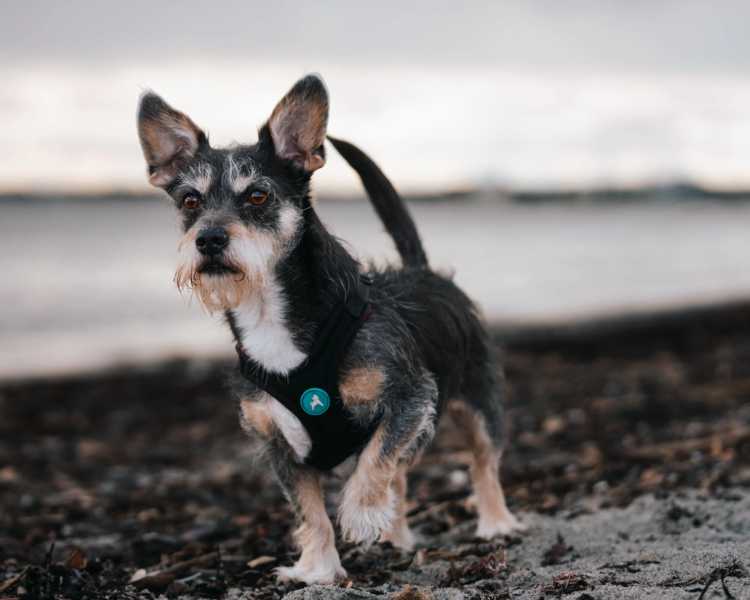 A small mixed breed dog with black, gray, and tan fur stands on a sandy beach with dark seaweed, near the water, wearing a black harness with a blue tag.