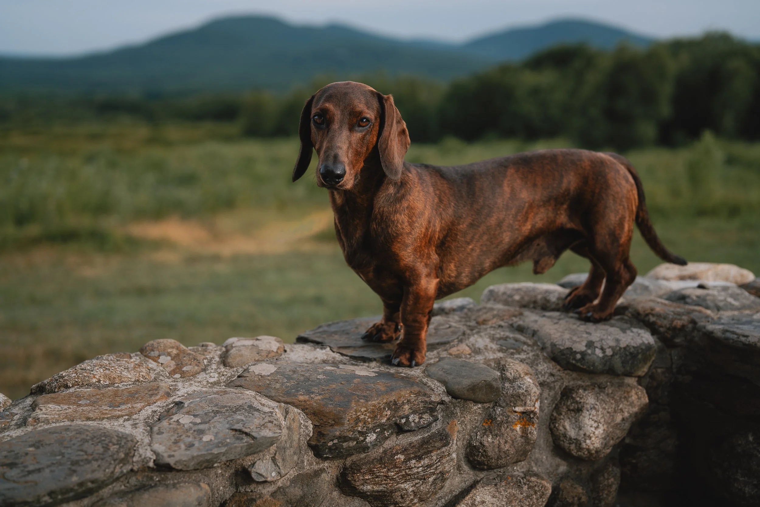 red brindledachshund standing on a stone wall at Beech Hill Preserve in Rockport, Maine, with green hills in the background.