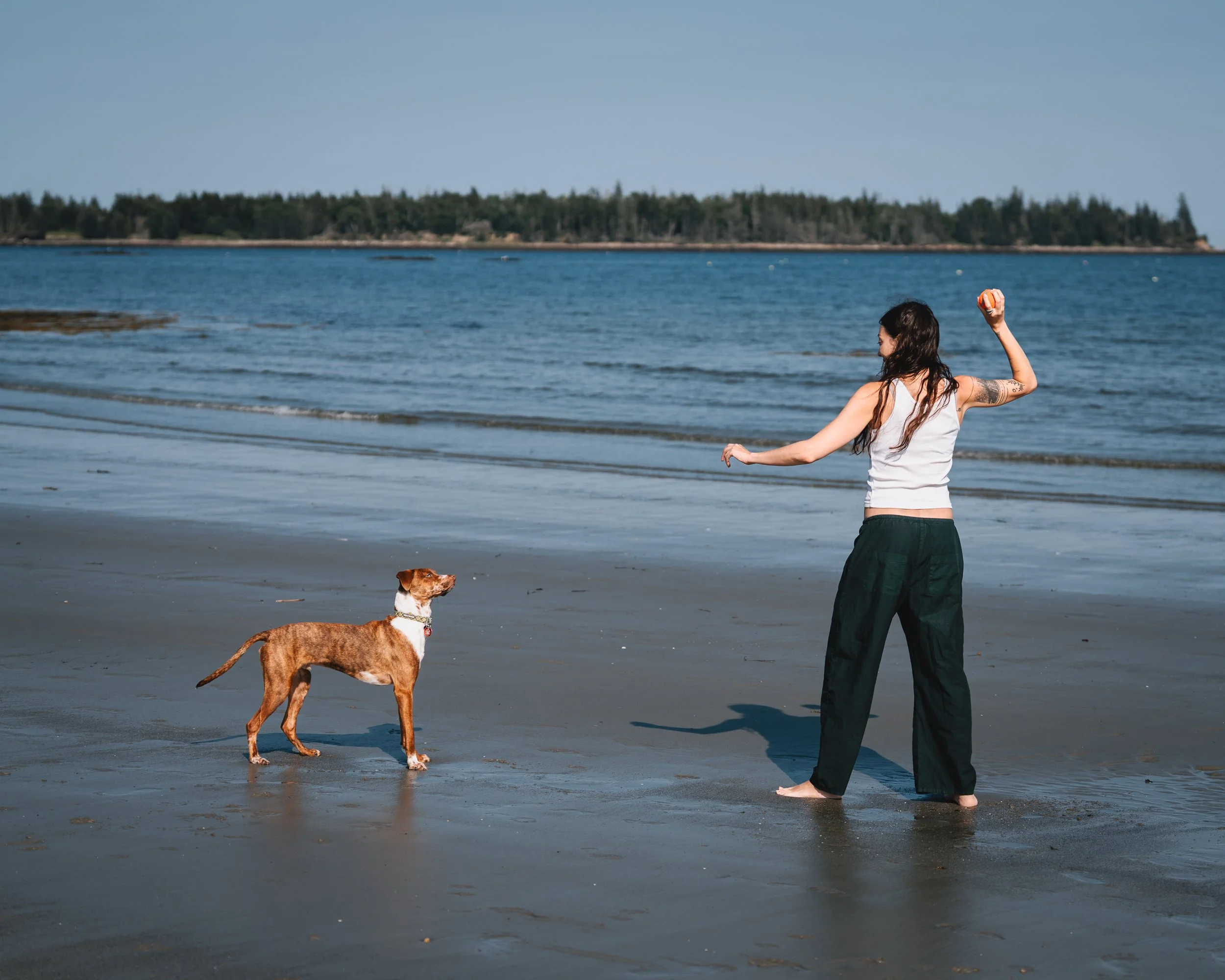 Beso is focused on the ball his human is going to throw at crescent beach