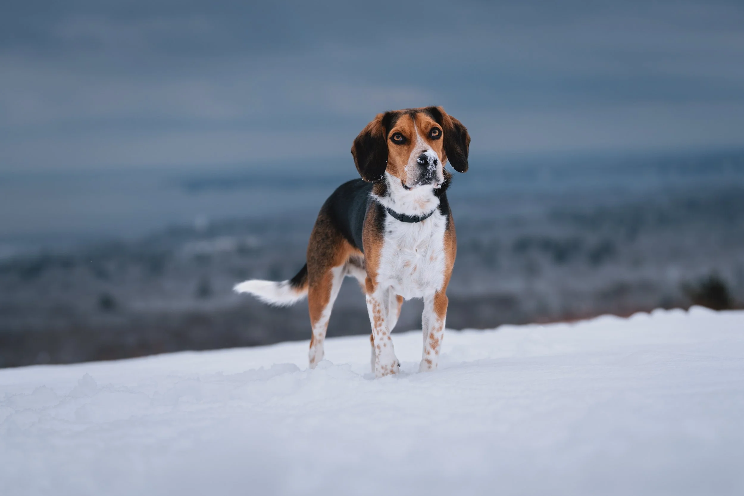 Ollie_Beagle_Rockport_Maine_dog_Photographer-10.jpg