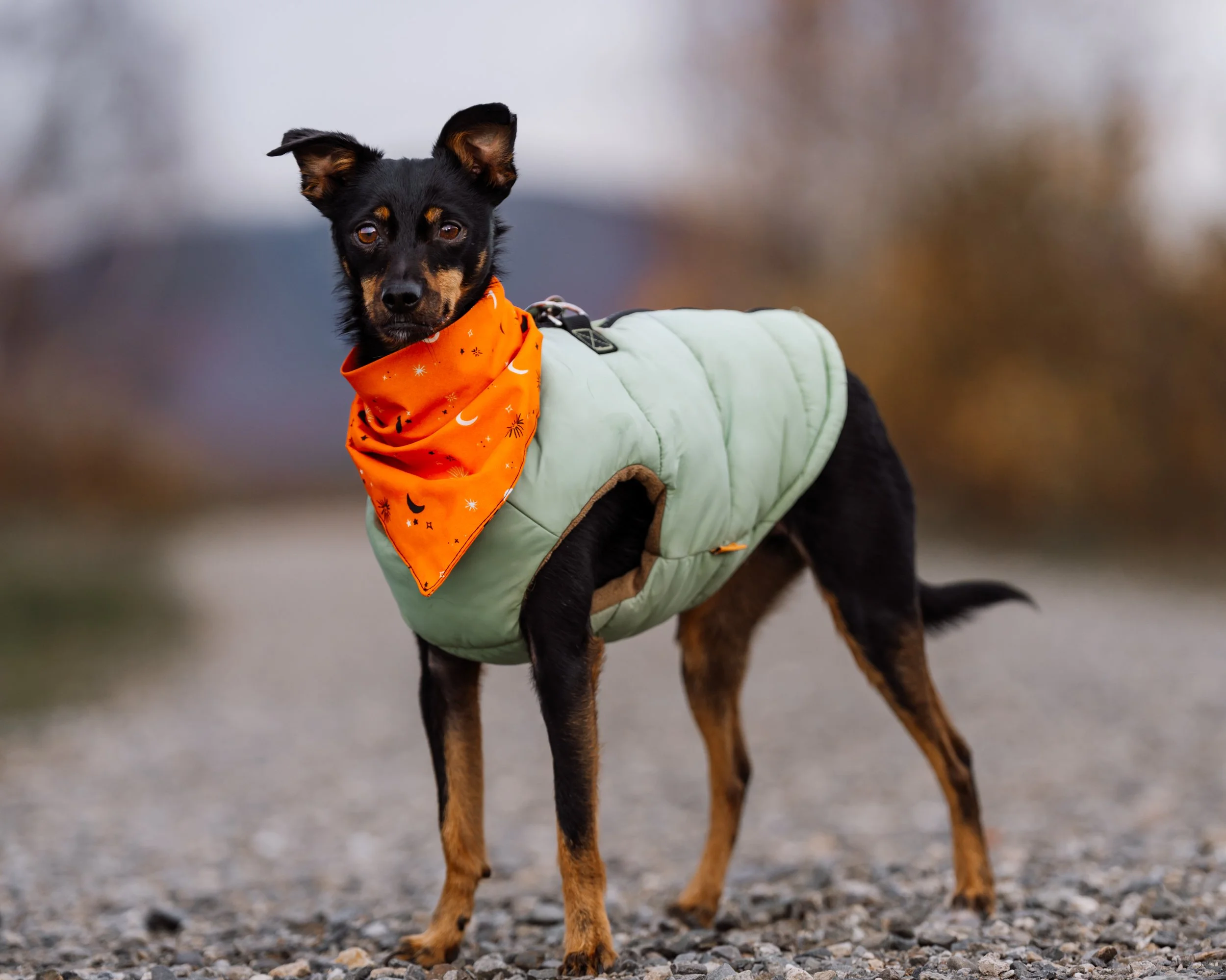 Dog wearing an orange bandana and a light green jacket standing outdoors on a gravel path at Beech hill Preserve Rockport Maine.dog pet photography midcoast maine