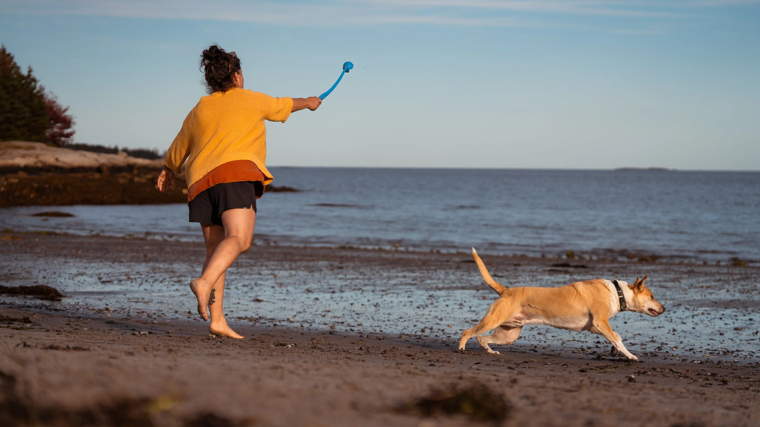 dog playing ball with his family at birch point state park maine dog pet photography Owls Head Maine Beach water