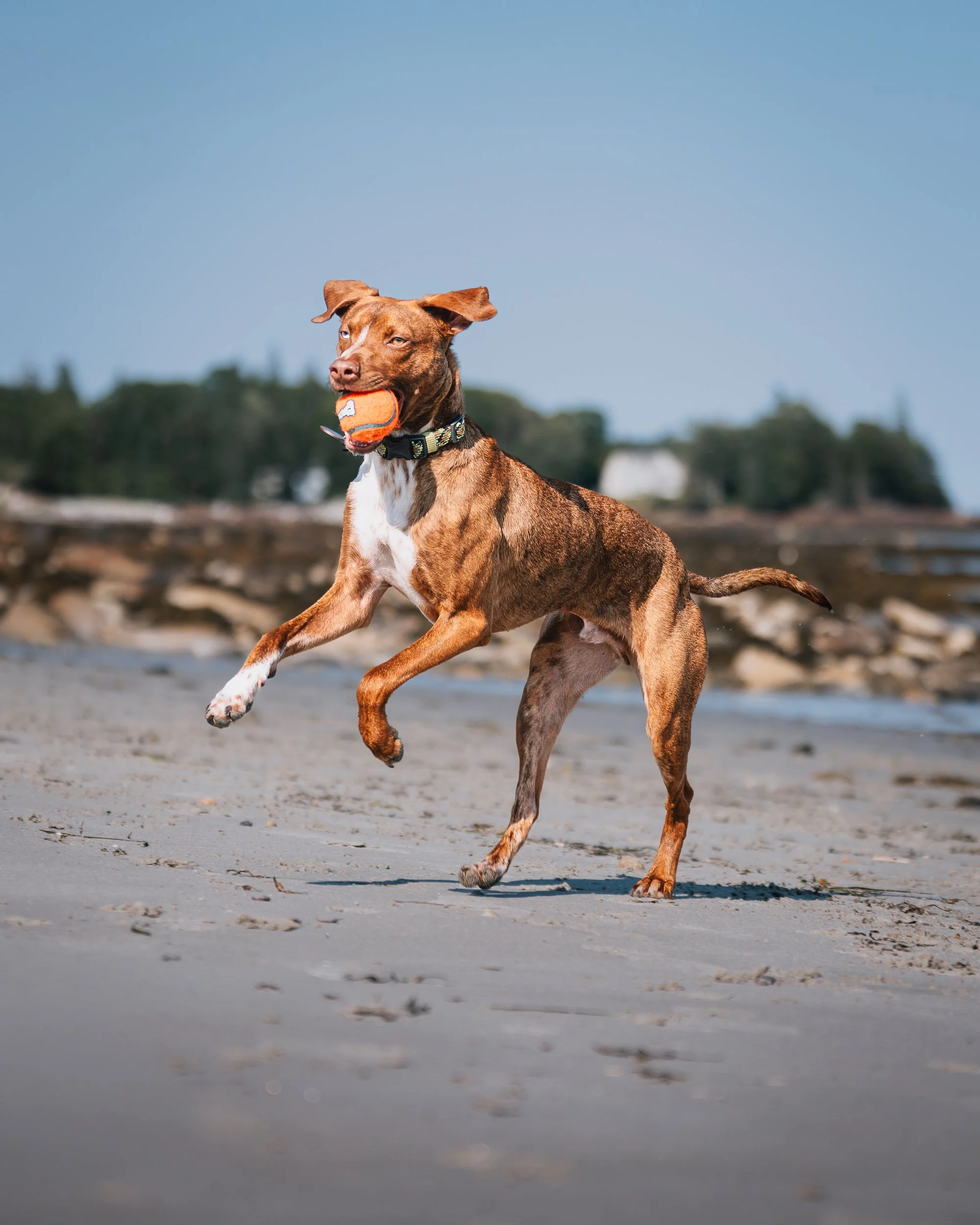 Beso holding his orange ball on the beach