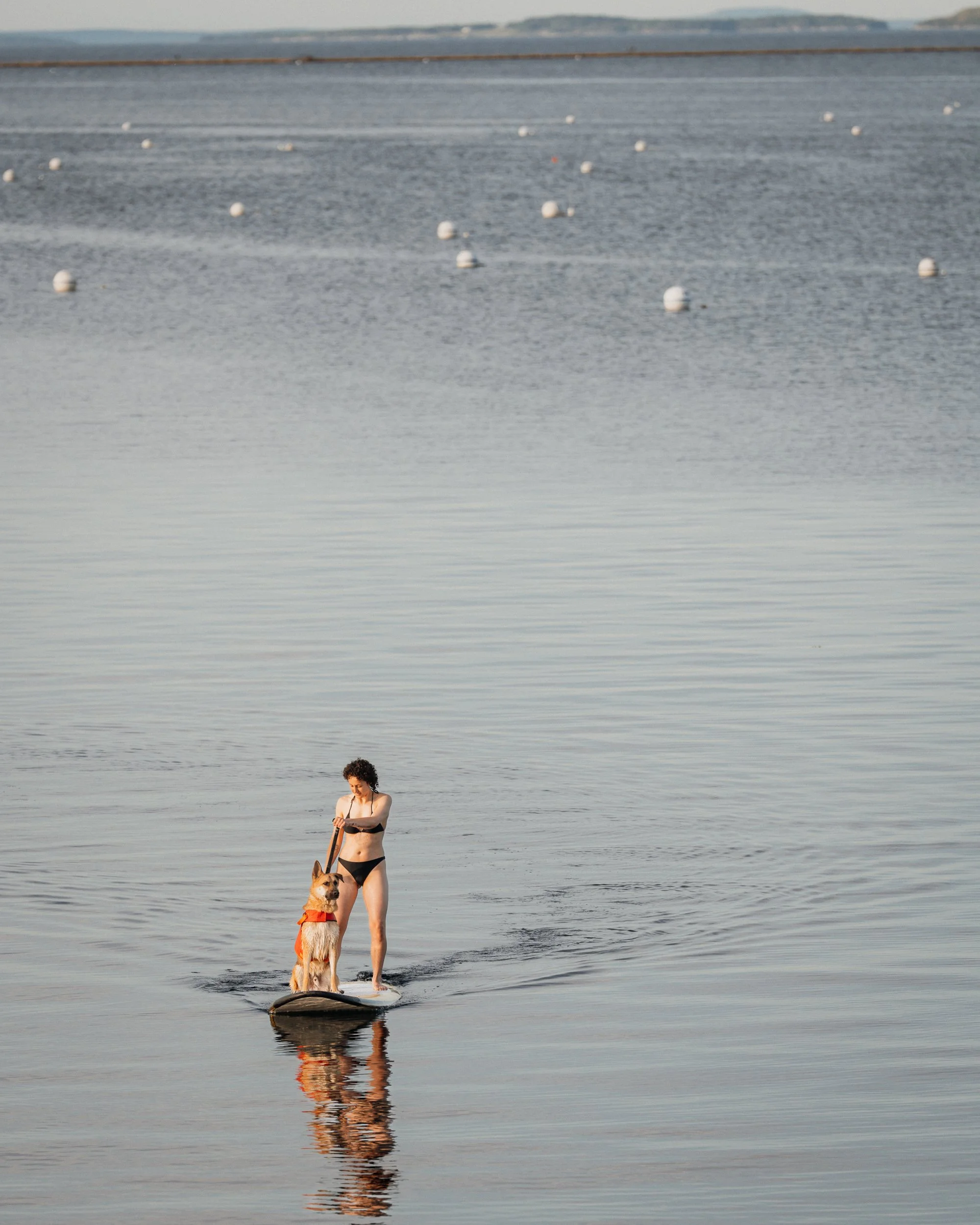 A woman in a black bikini surfing on a stand-up paddleboard with a dog, wearing an orange life jacket, on calm water at the beach. Rockland Maine Pet Dog photography 