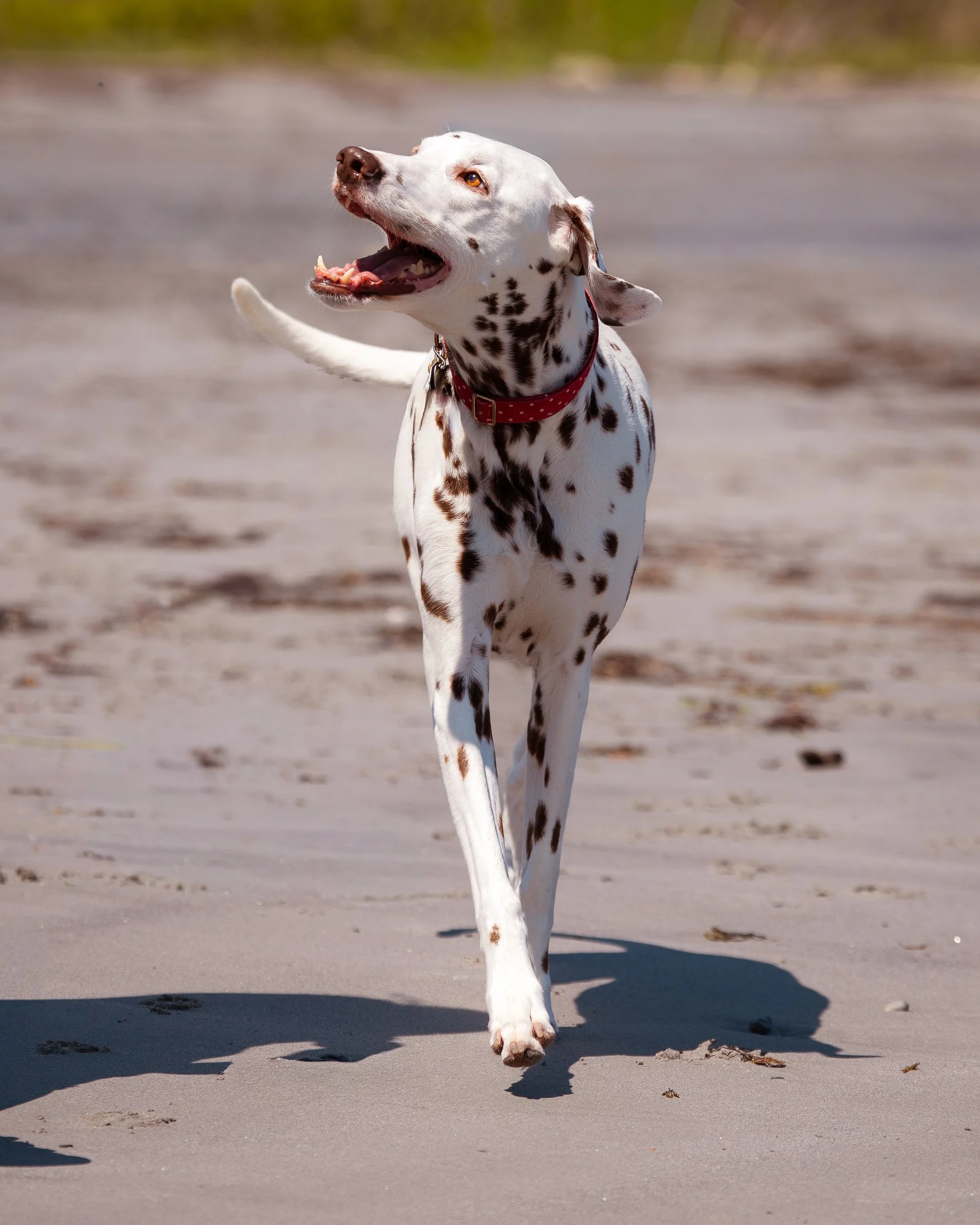 dalmatian walking along the beach at Birch Point State park Maine