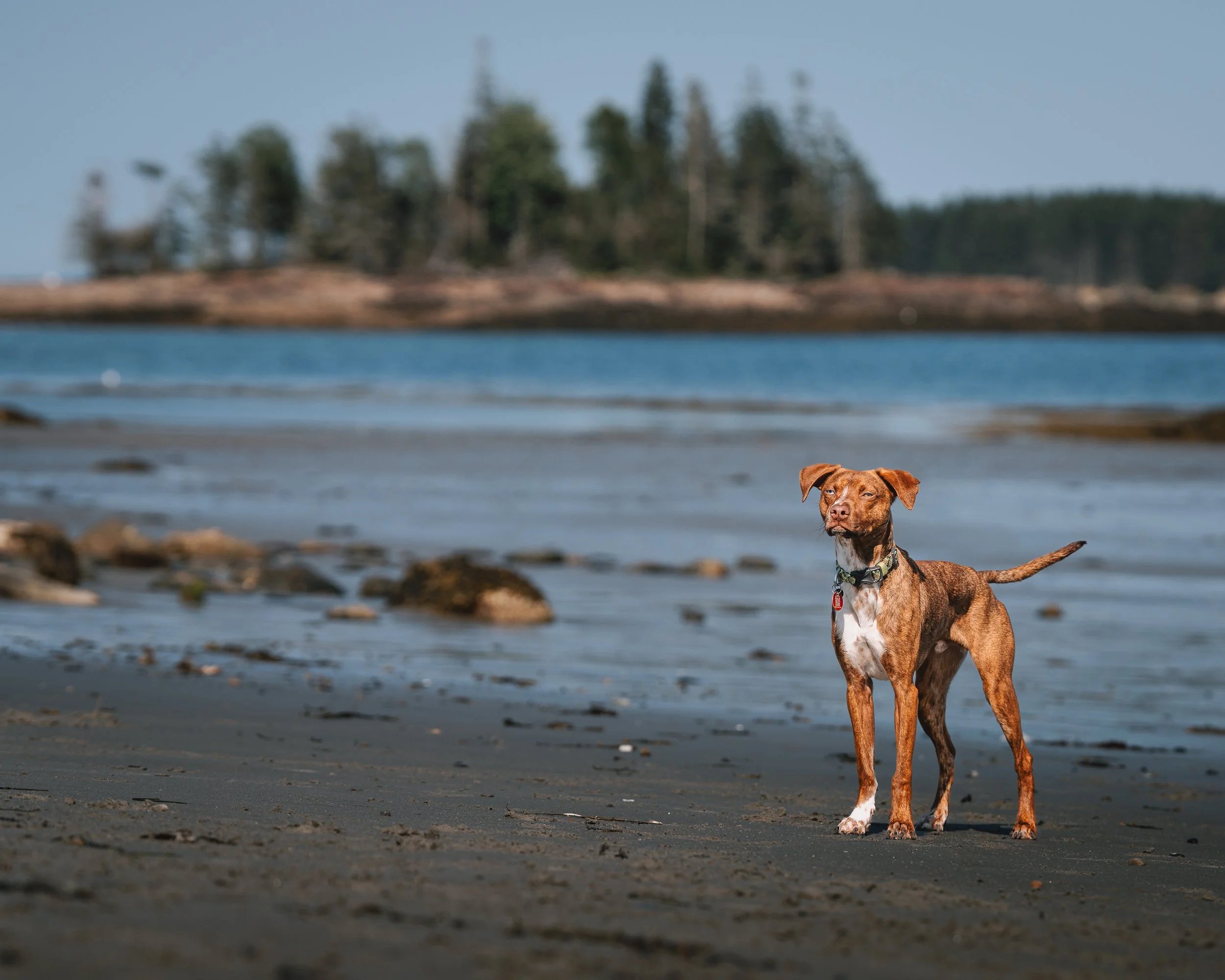 Beso standing on Crescent Beach in Owls Head, Maine