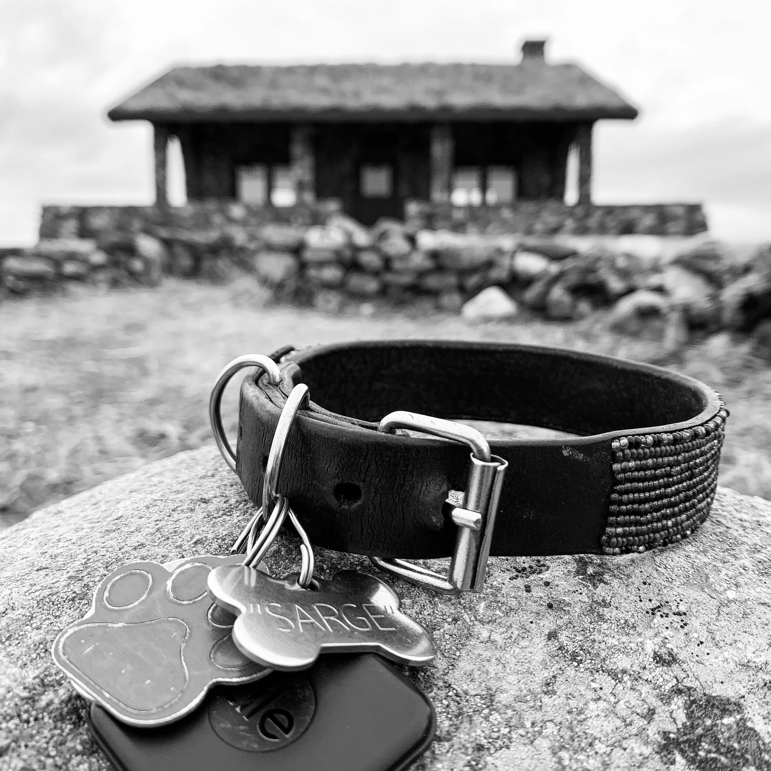 Sarge's collar resting on a stone wall with the Beech Nut at Beech Hill Preserve in Rockport, Maine, in the background.