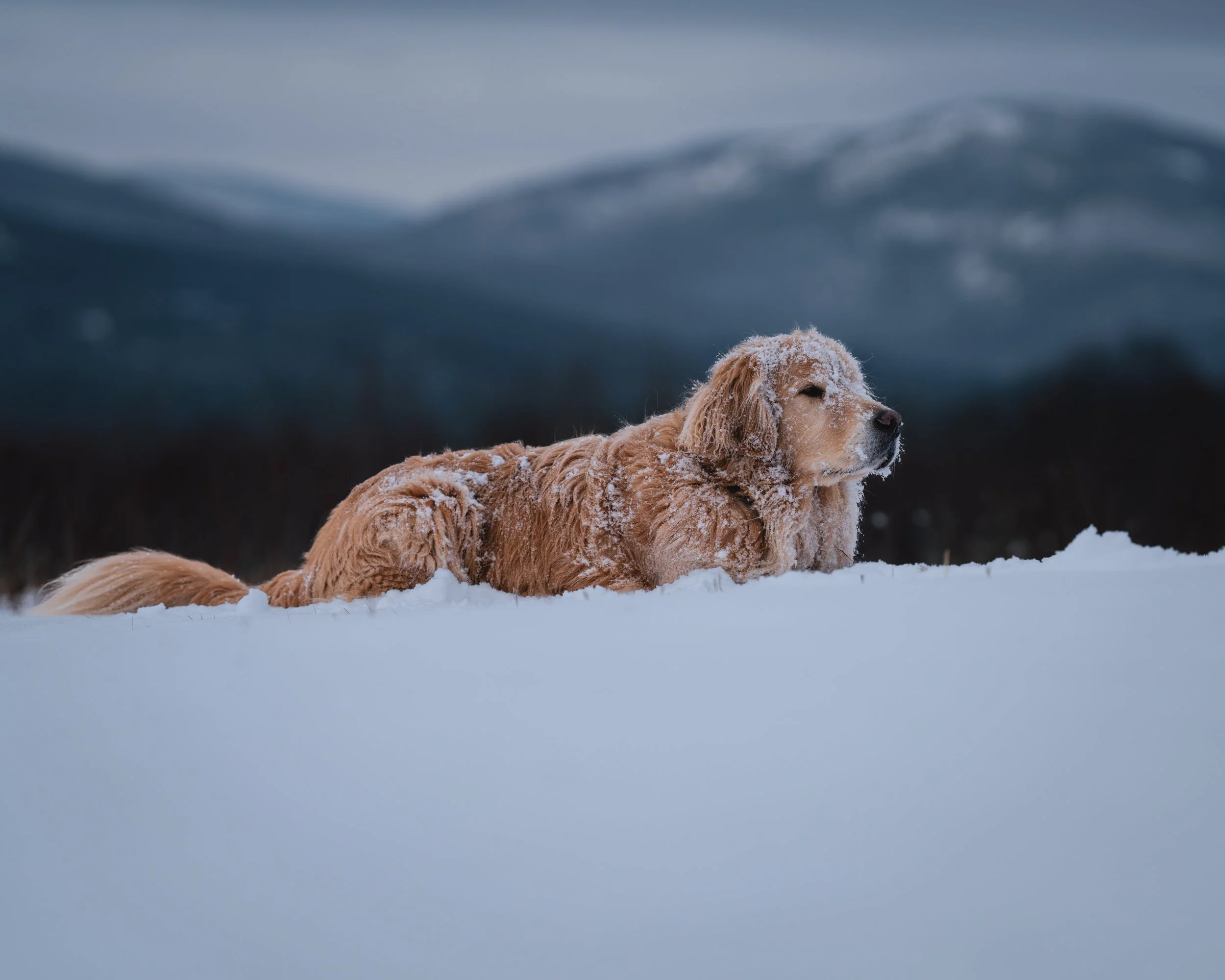 Golden Retriever lying in the snow at Beech Hill Preserve in Rockport, Maine, with snow-covered mountains in the background.