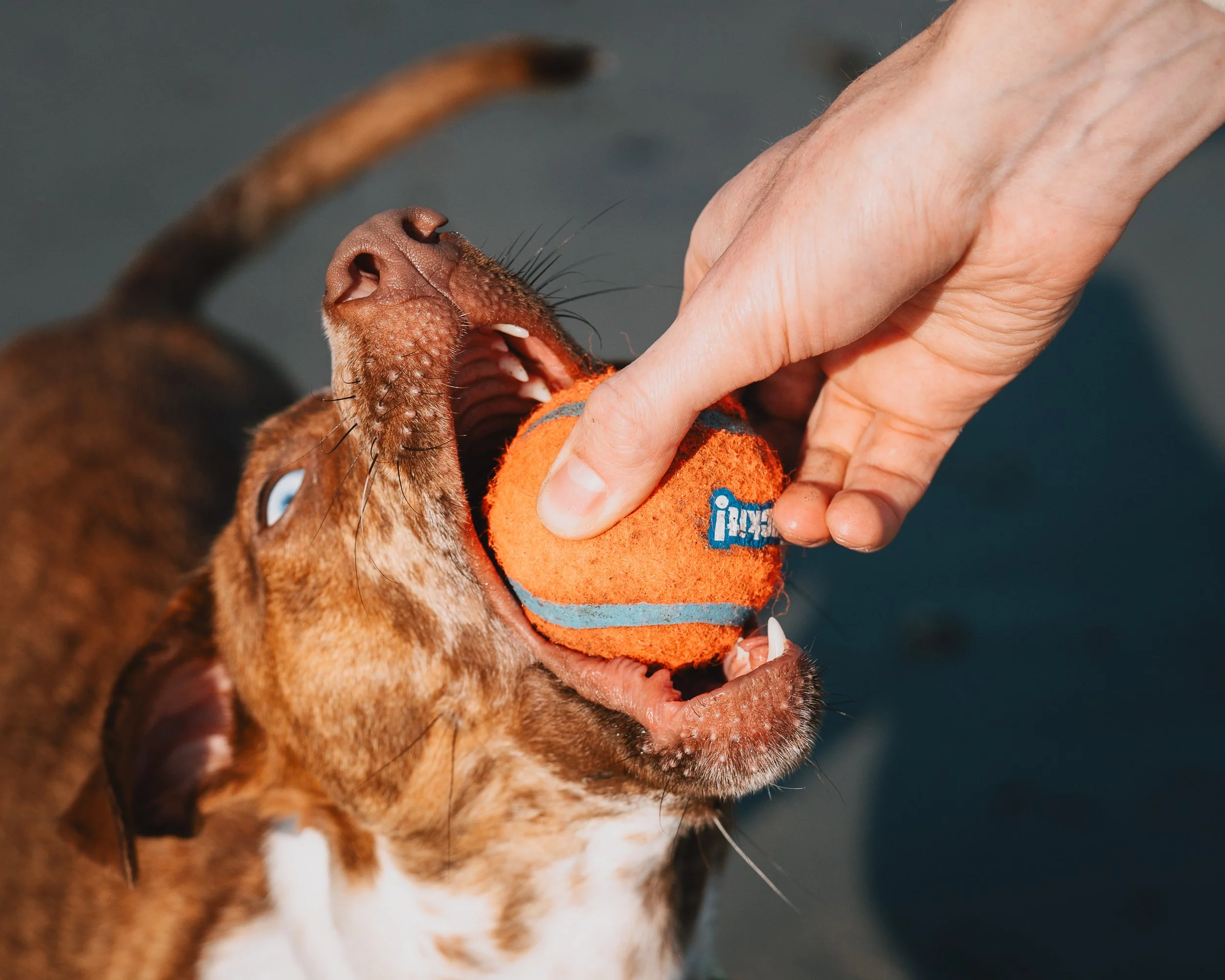 Beso playfully grabbing his orange ball from his human’s hand