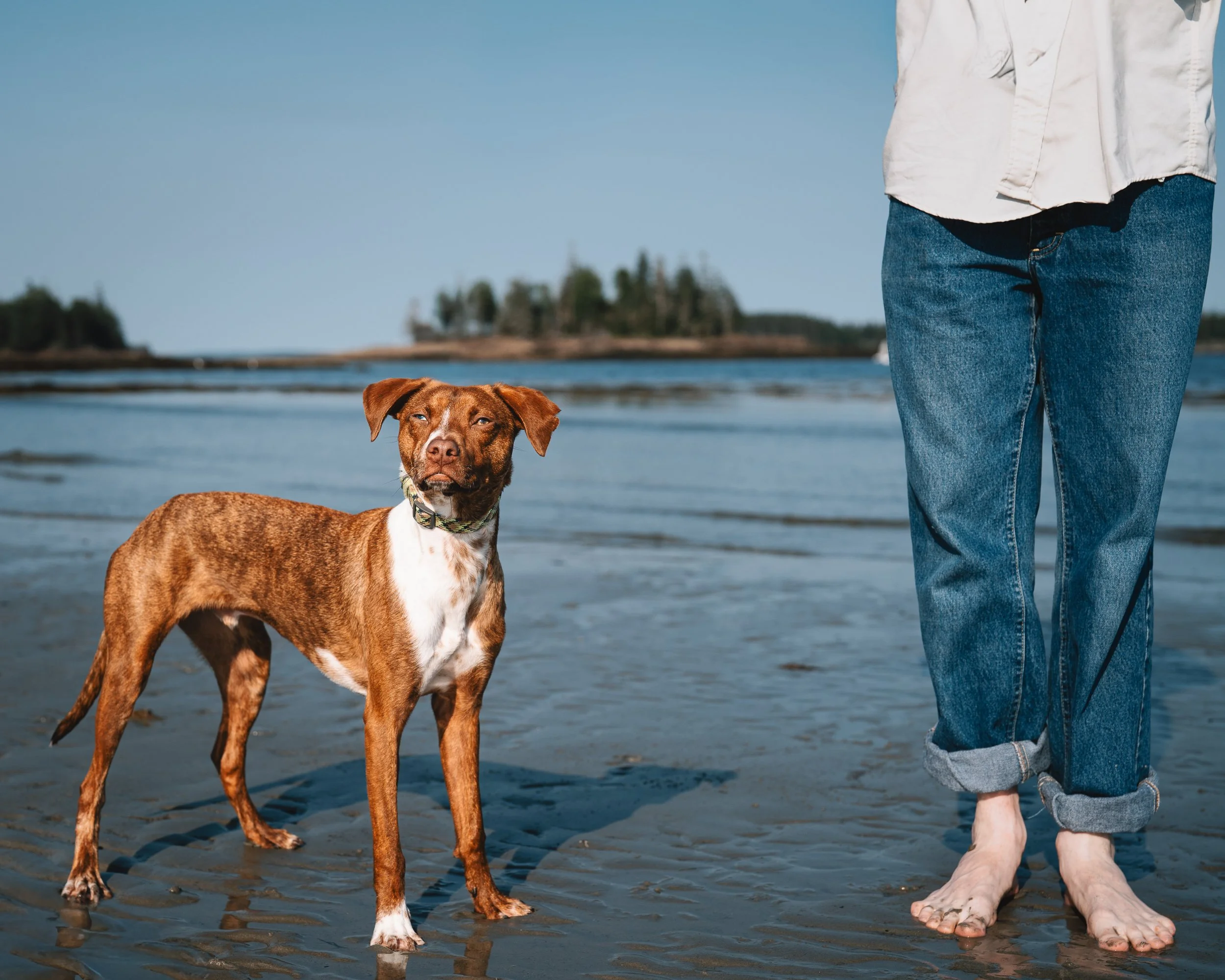 Beso standing beside his human on the wet sand at Crescent Beach in Owls Head, Maine