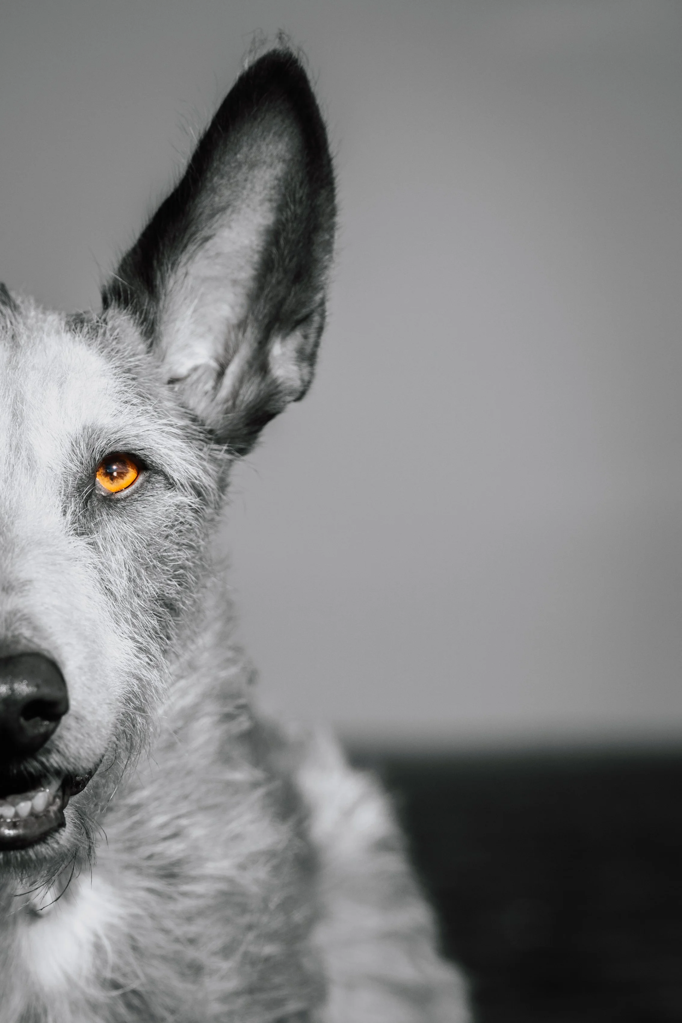 Close-up black and white photo of half a face of a wire-haired Ibizan Hound , one large ear, and a black nose, in black and white with colored eye. Rockland Maine Breakwater Lighthouse Dog Pet Photographer midcoast Maine