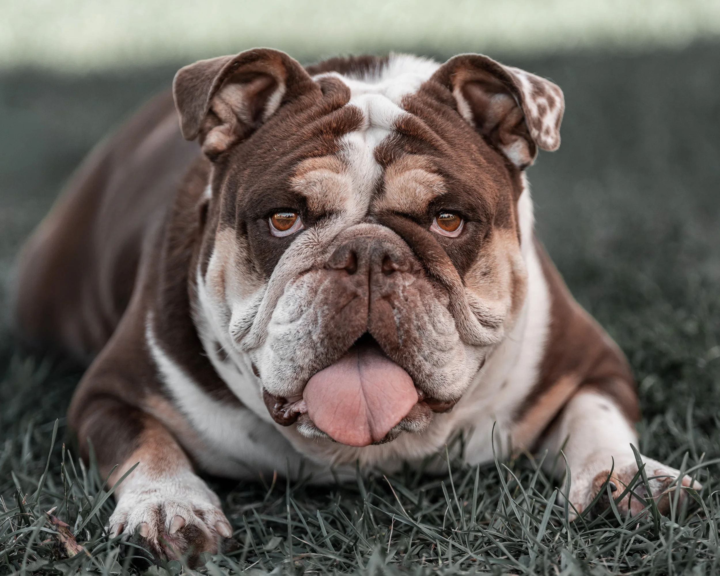 An English bulldog lying on grass with its tongue out rockland Farmers market, midcoast maine and beyond pet photographer photography