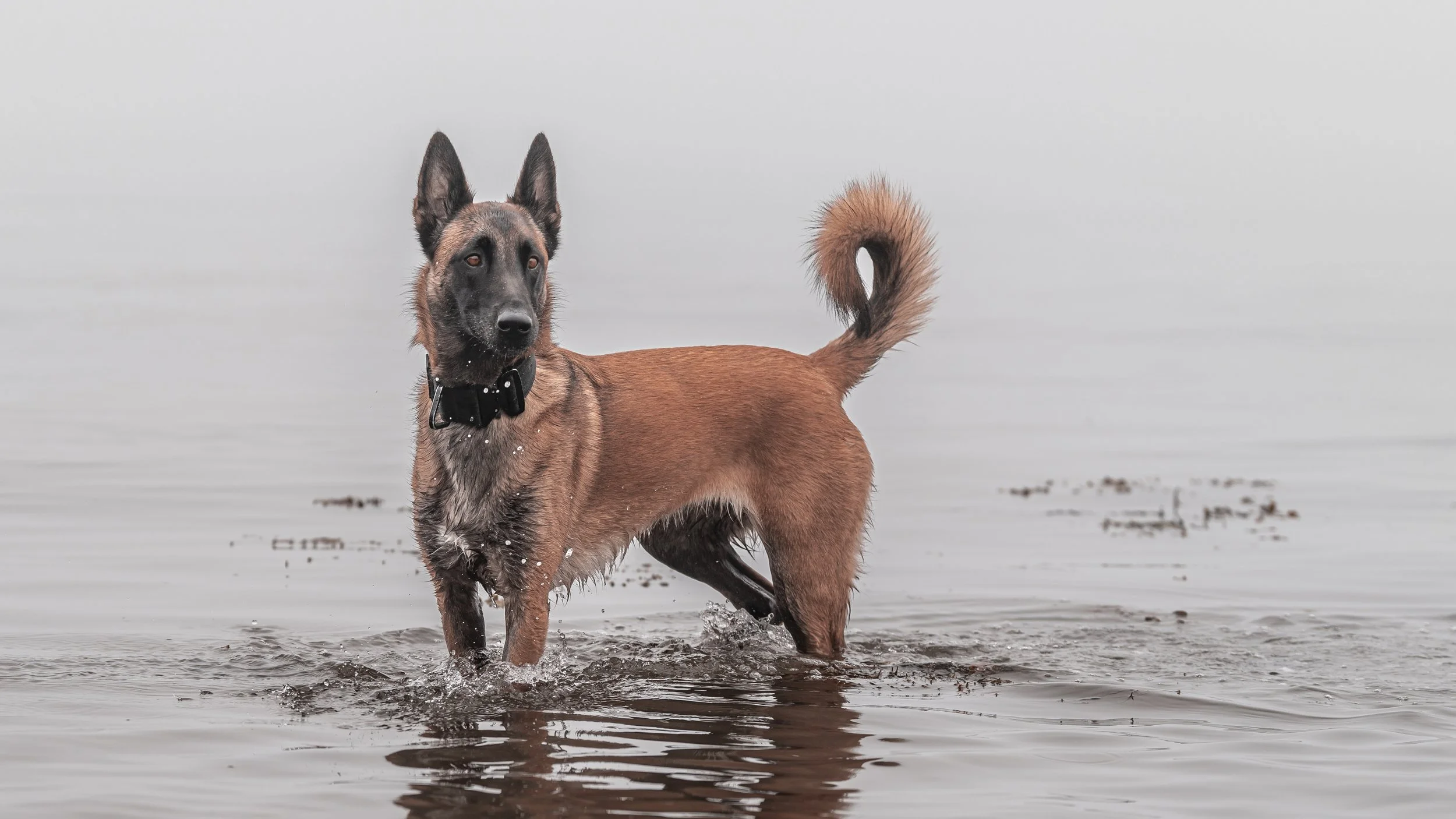 belgian malinois birch point state park maine dog pet photography Owls Head Maine Beach water