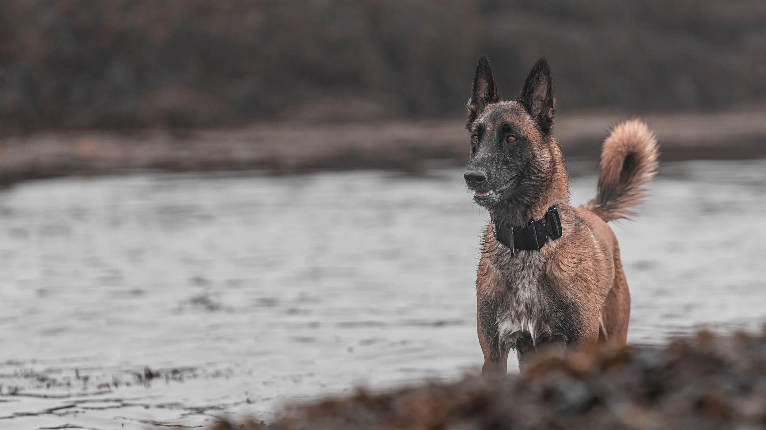 belgian malinois birch point state park maine dog pet photography Owls Head Maine Beach water