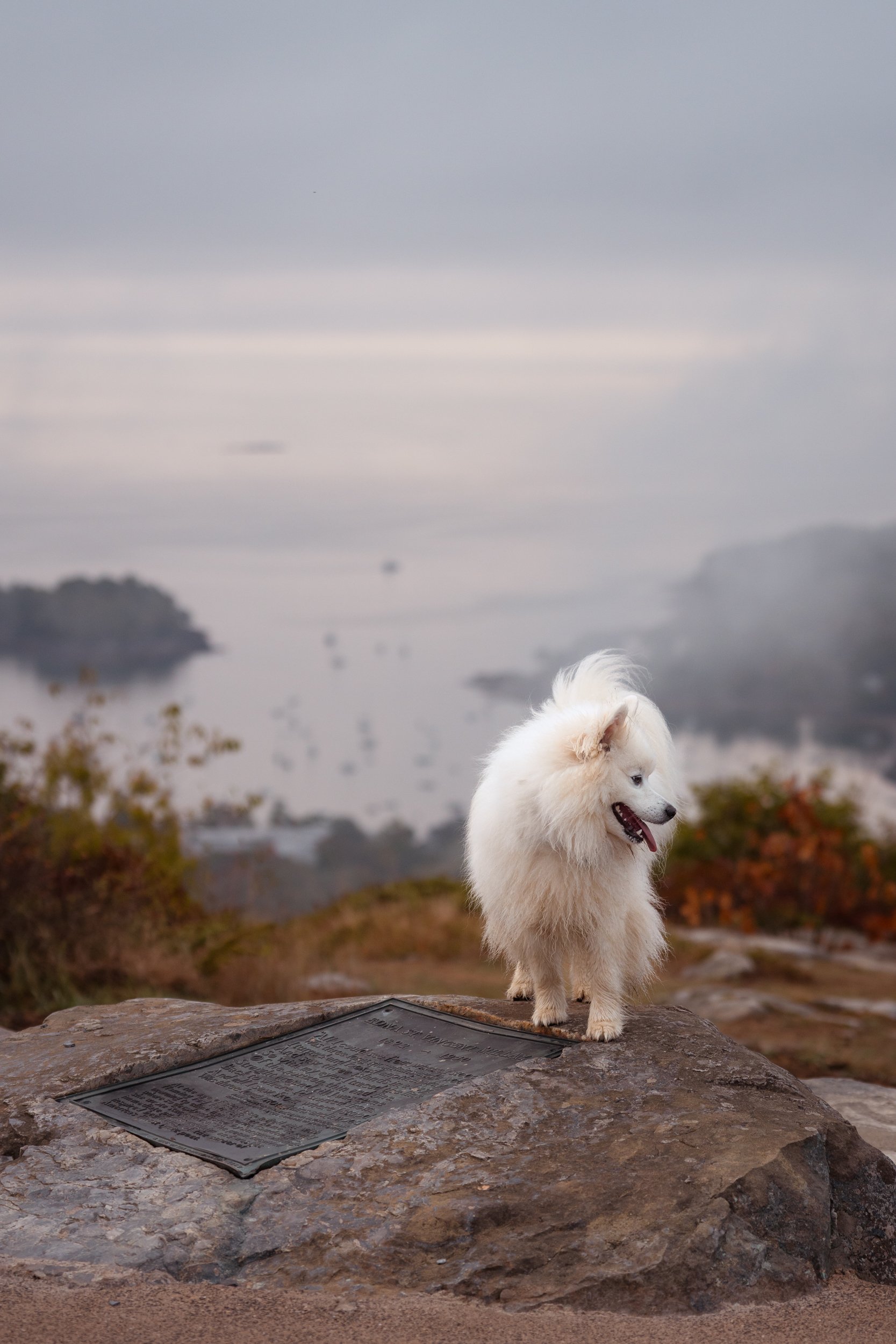 A fluffy white American Eskimo dog standing on a rock overlooking a foggy Camden Harbor with Curtis islands in the distance. Camden Hills State Park, Mt. Battie Midcoast maine and beyond pet photography