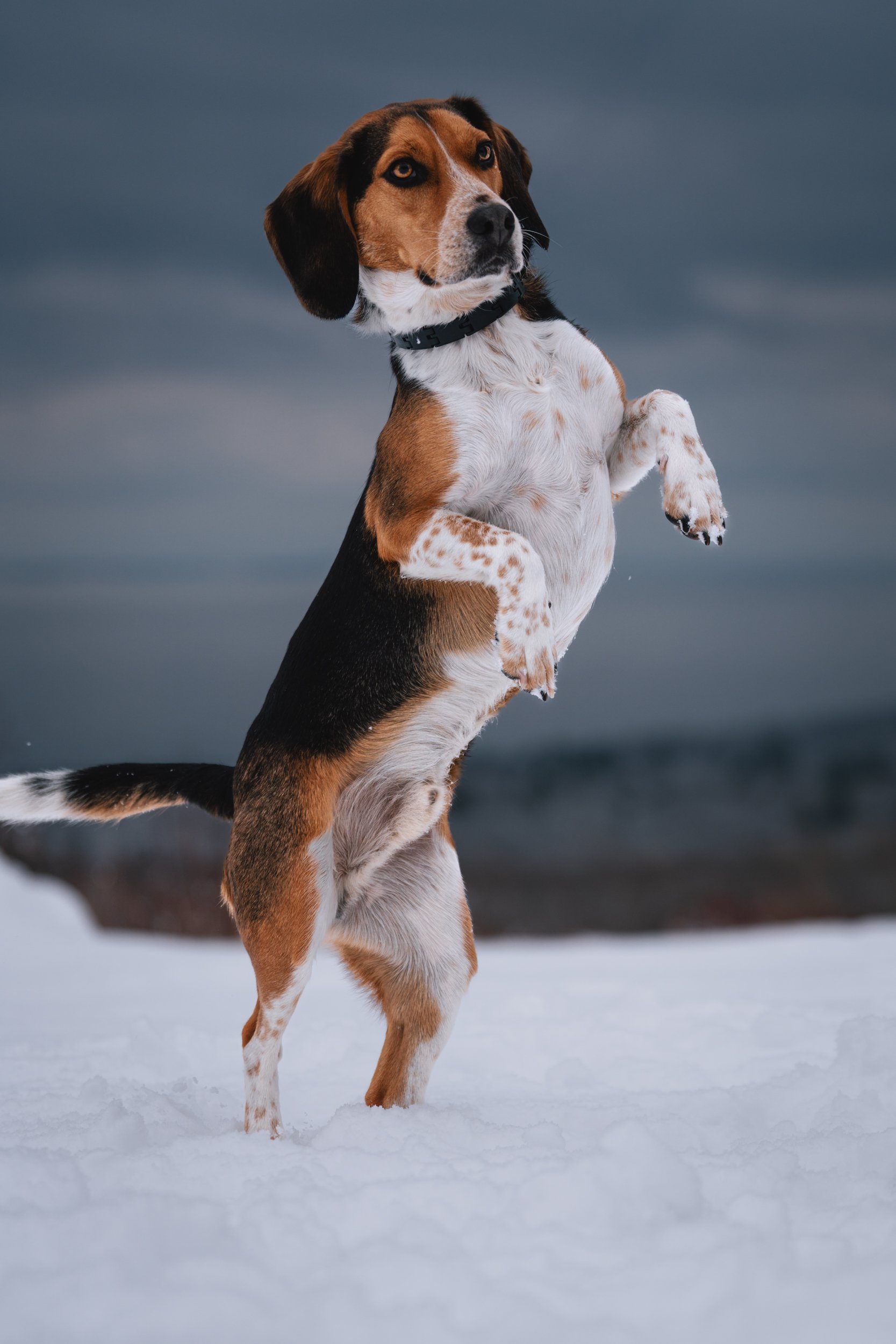 Ollie_Beagle_Rockport_Maine_dog_Photographer-13.jpg