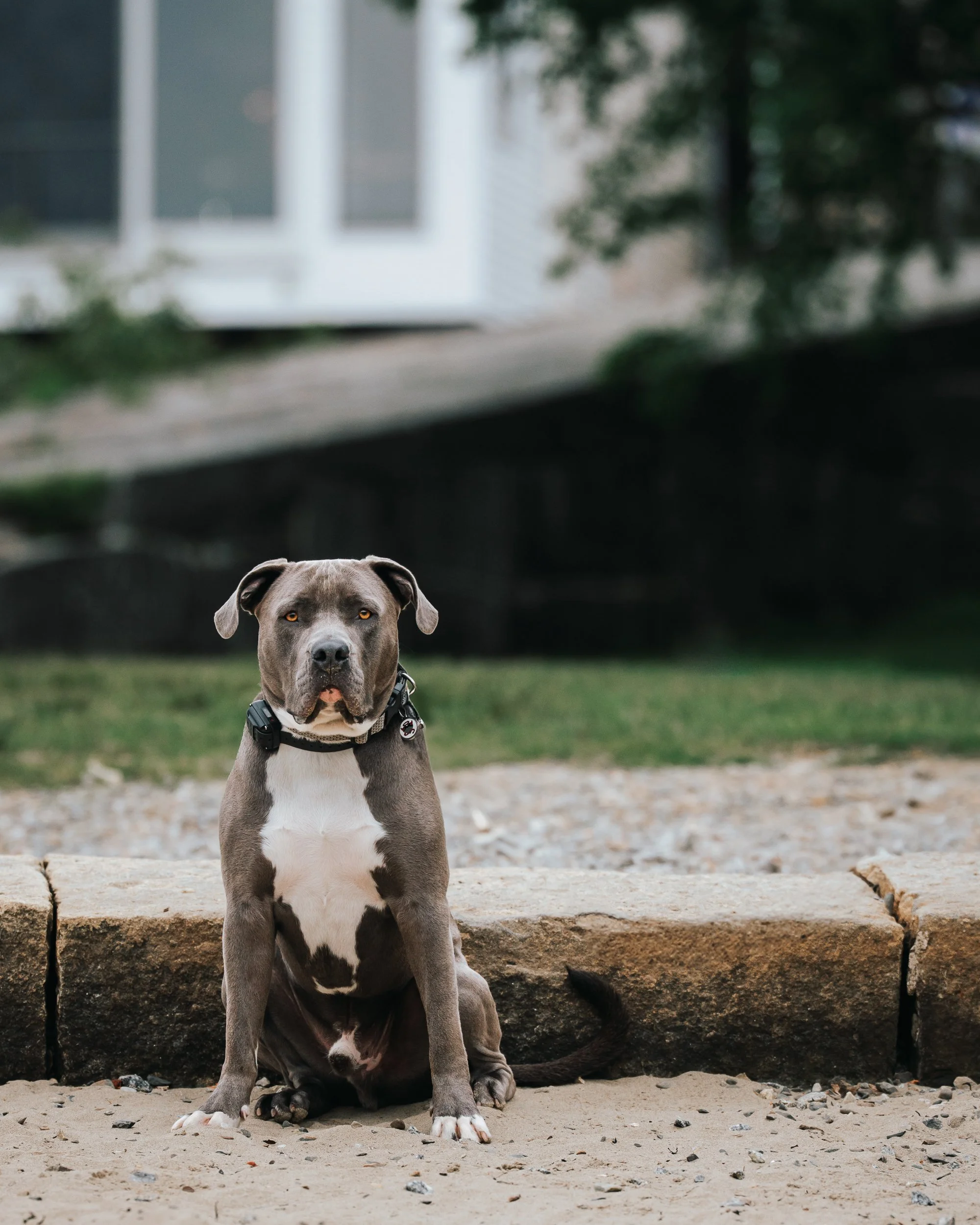 A gray and white Pitbull sitting on a sandy surface with a stone border, green grass, and a house with windows in the background. Camden Maine Pet Dog photography midcoast maine 