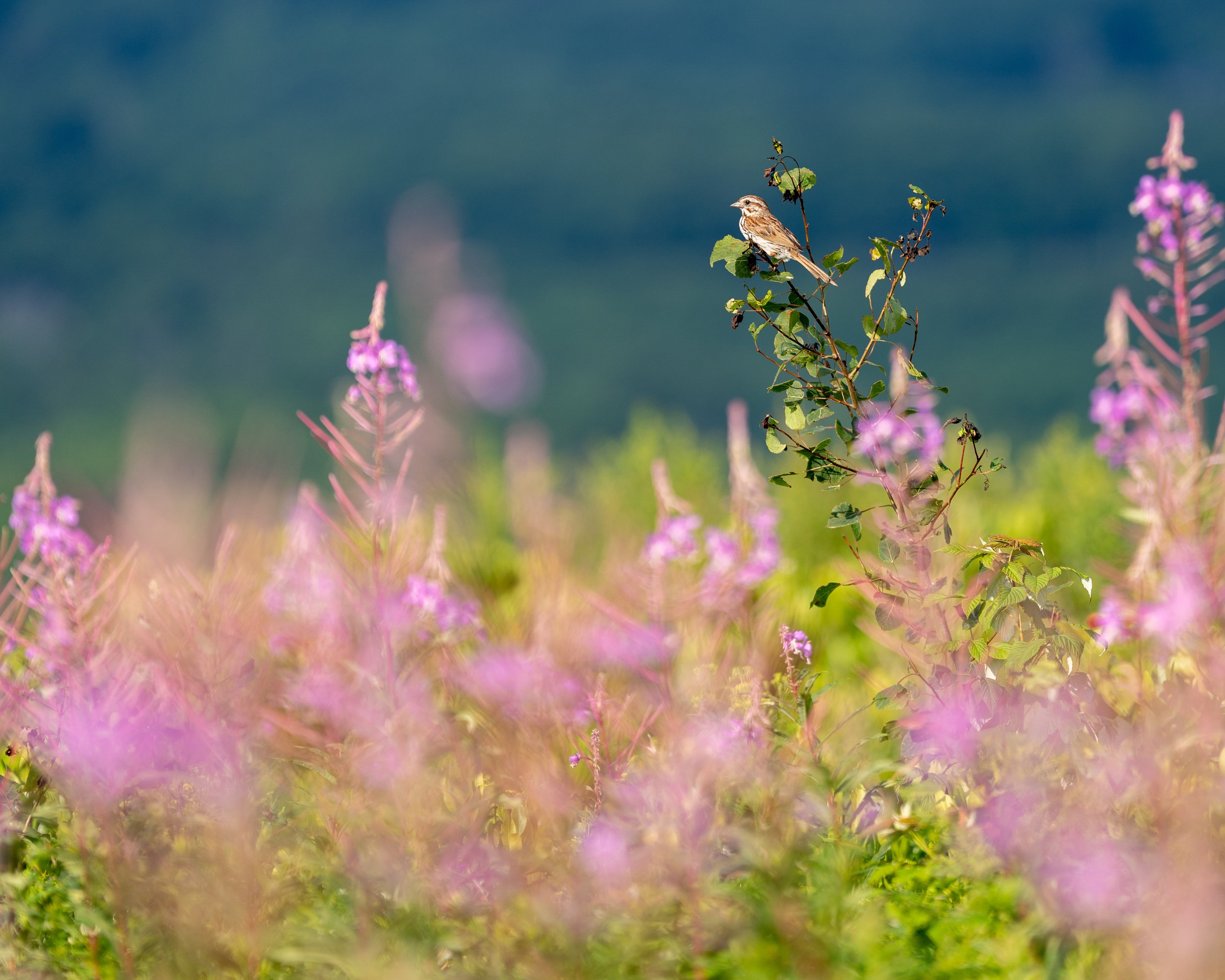 A small bird perched on a leafy stem in a field of pink and purple wildflowers with a blurred mountain background in the distance.