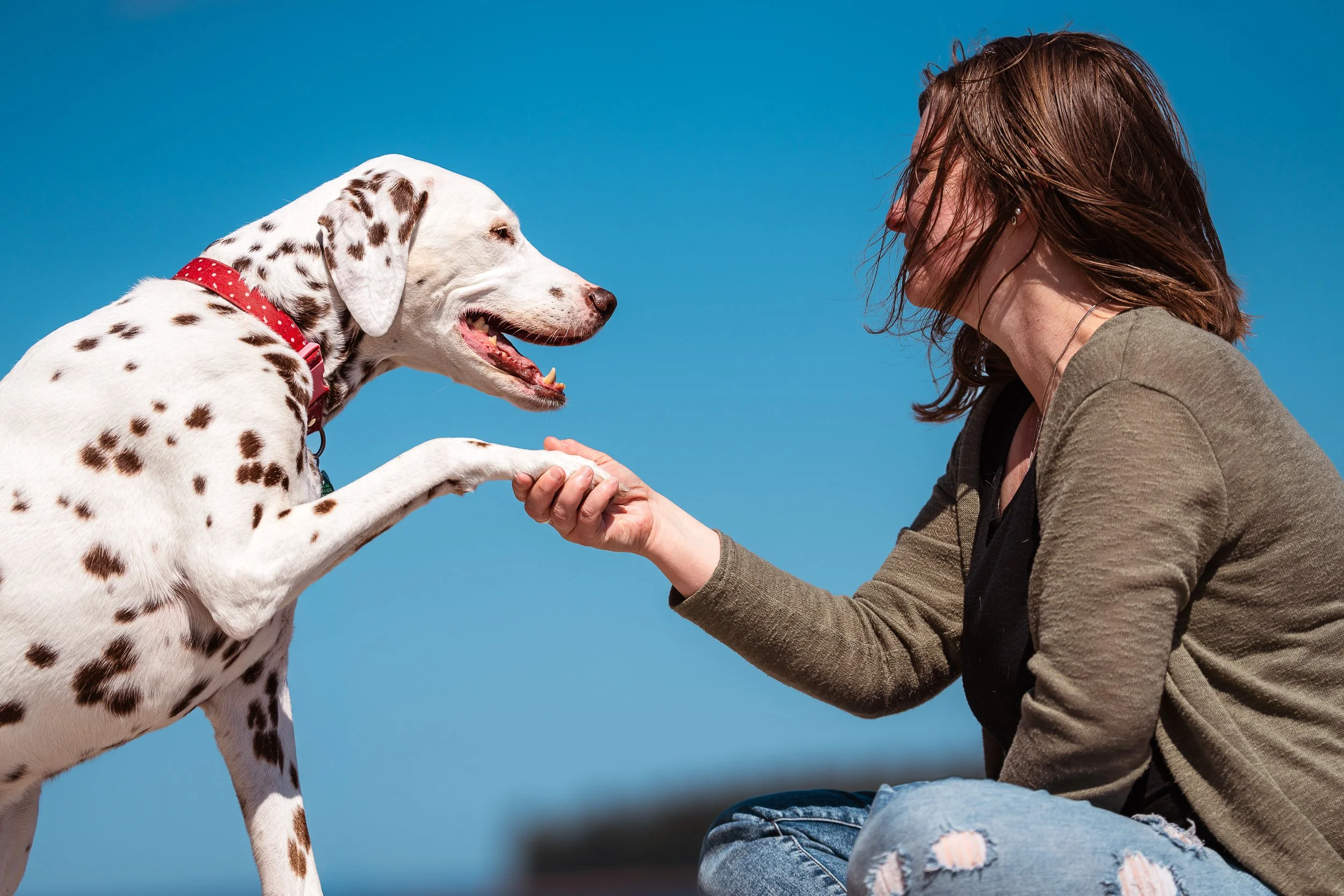 Dalmatian gives paw to owner Maine
