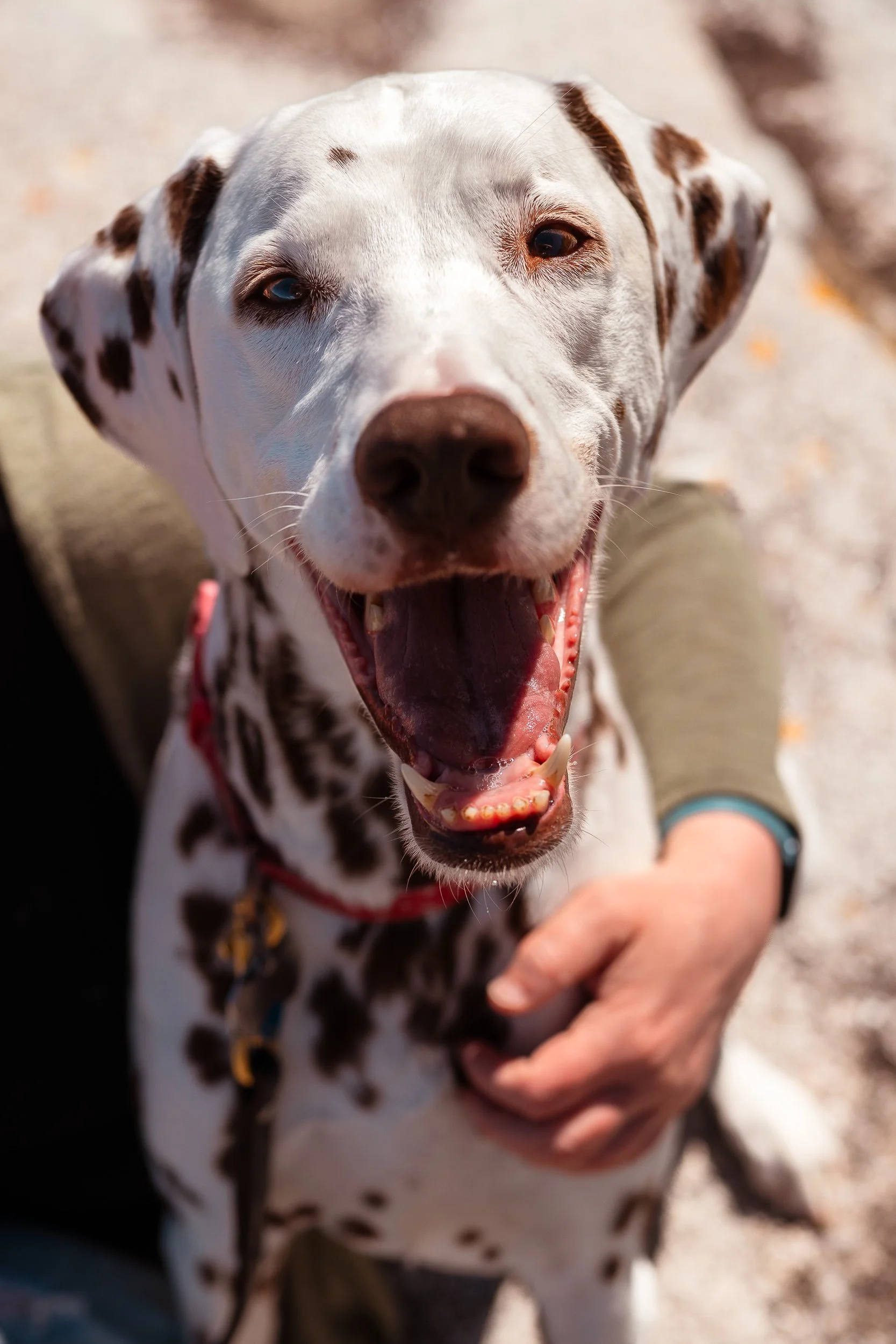 close-up portrait of liver Dalmatian rocky shore line maine