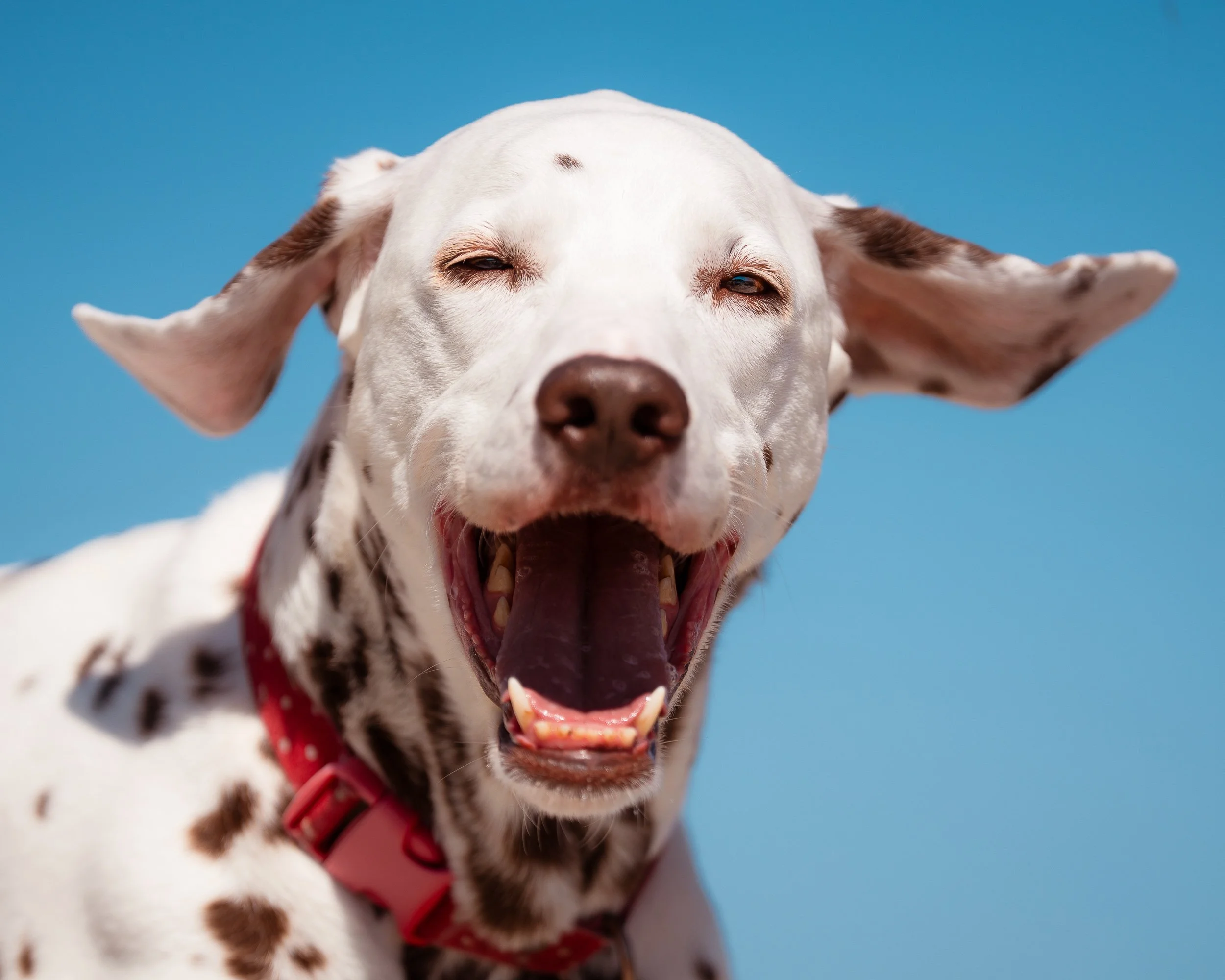 Liver Dalmatian flying ears 