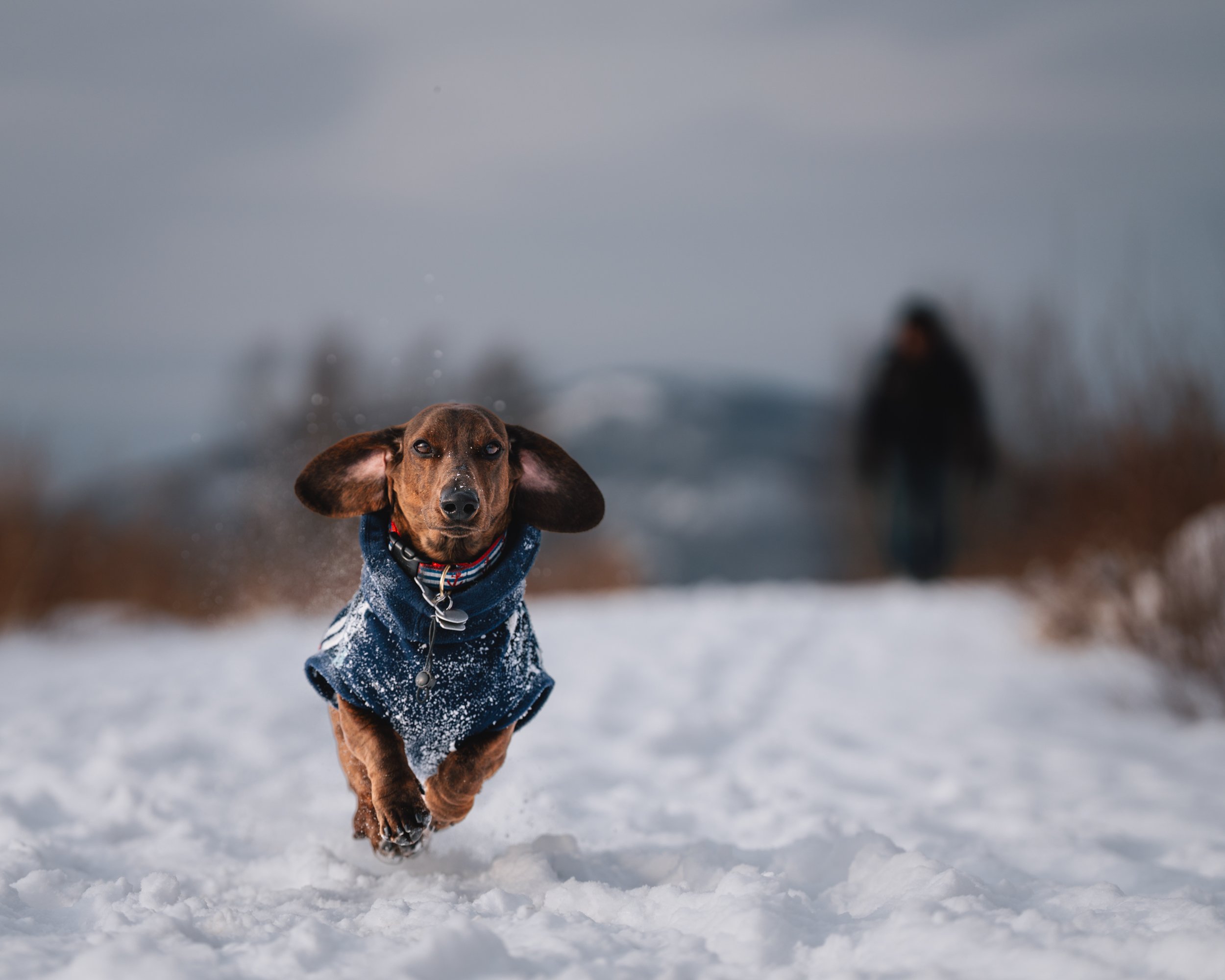 Dachshund running through the snow at Beech Hill Preserve in Rockport, Maine, wearing a blue winter coat.