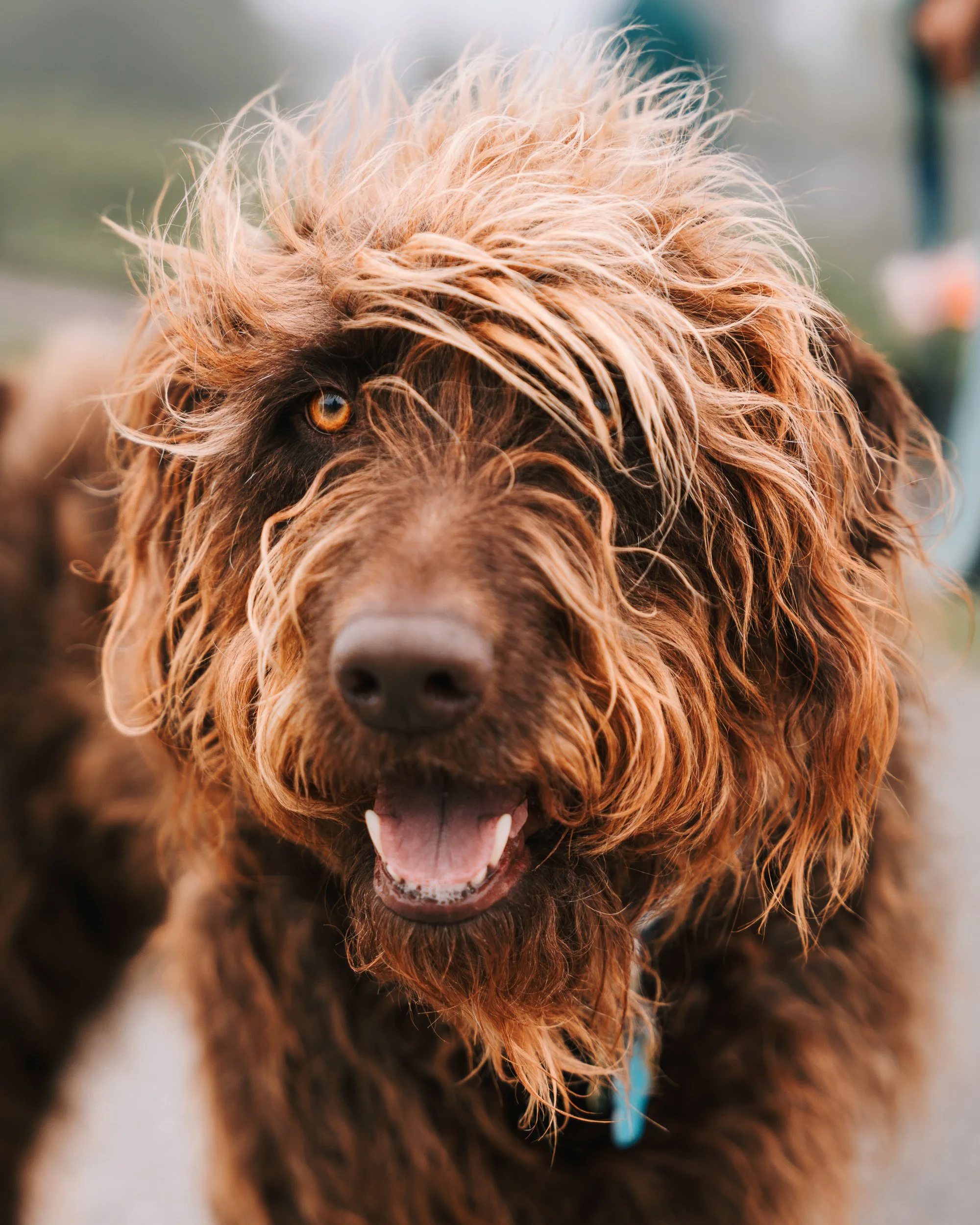 Rockland Maine dog photography Midcoast maine 