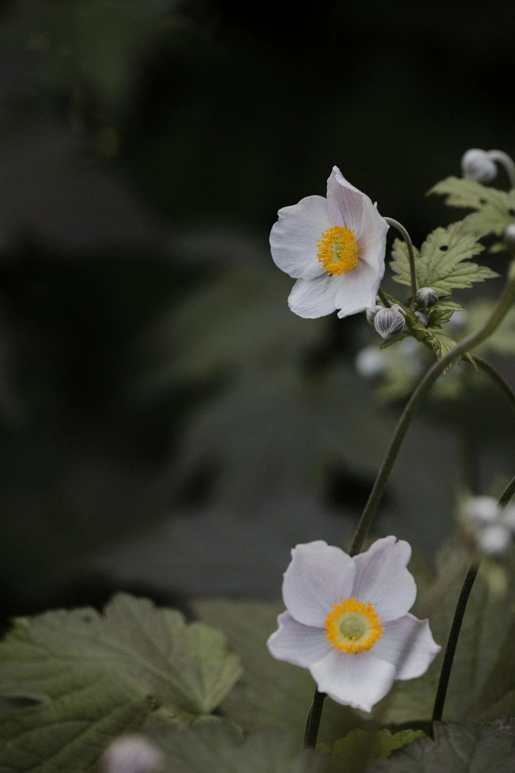 indianapolis therapist for depression - massachusetts therapist for depression