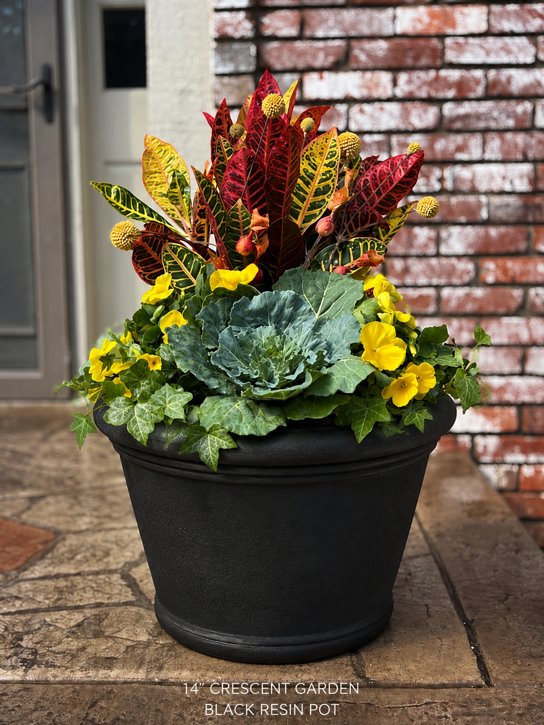 Fall 14" Croton Drop In Pot