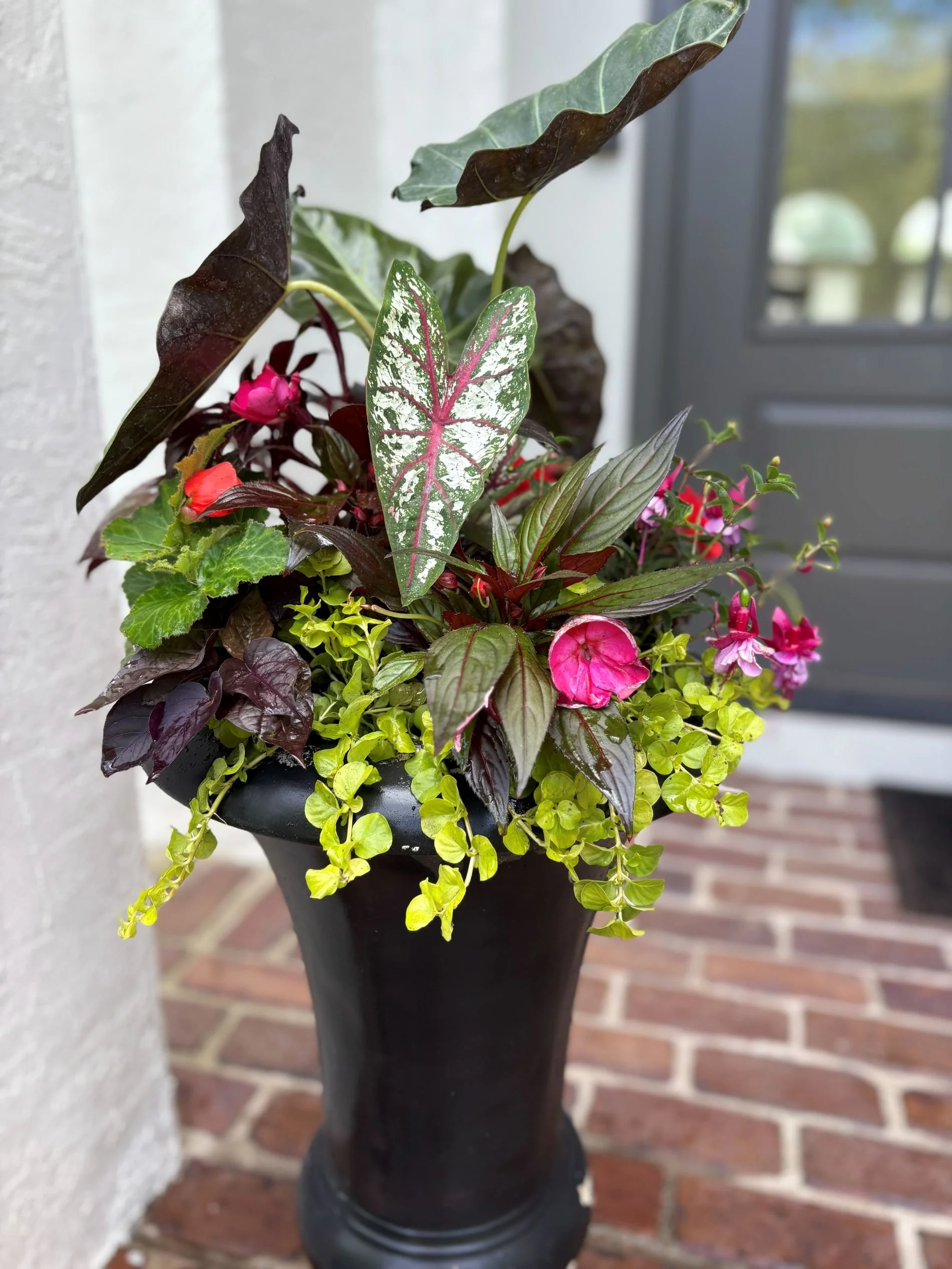A black flower pot contains a variety of green and dark purple leaves with pink flowers, placed next to a white wall and a window with a view of trees and sky.